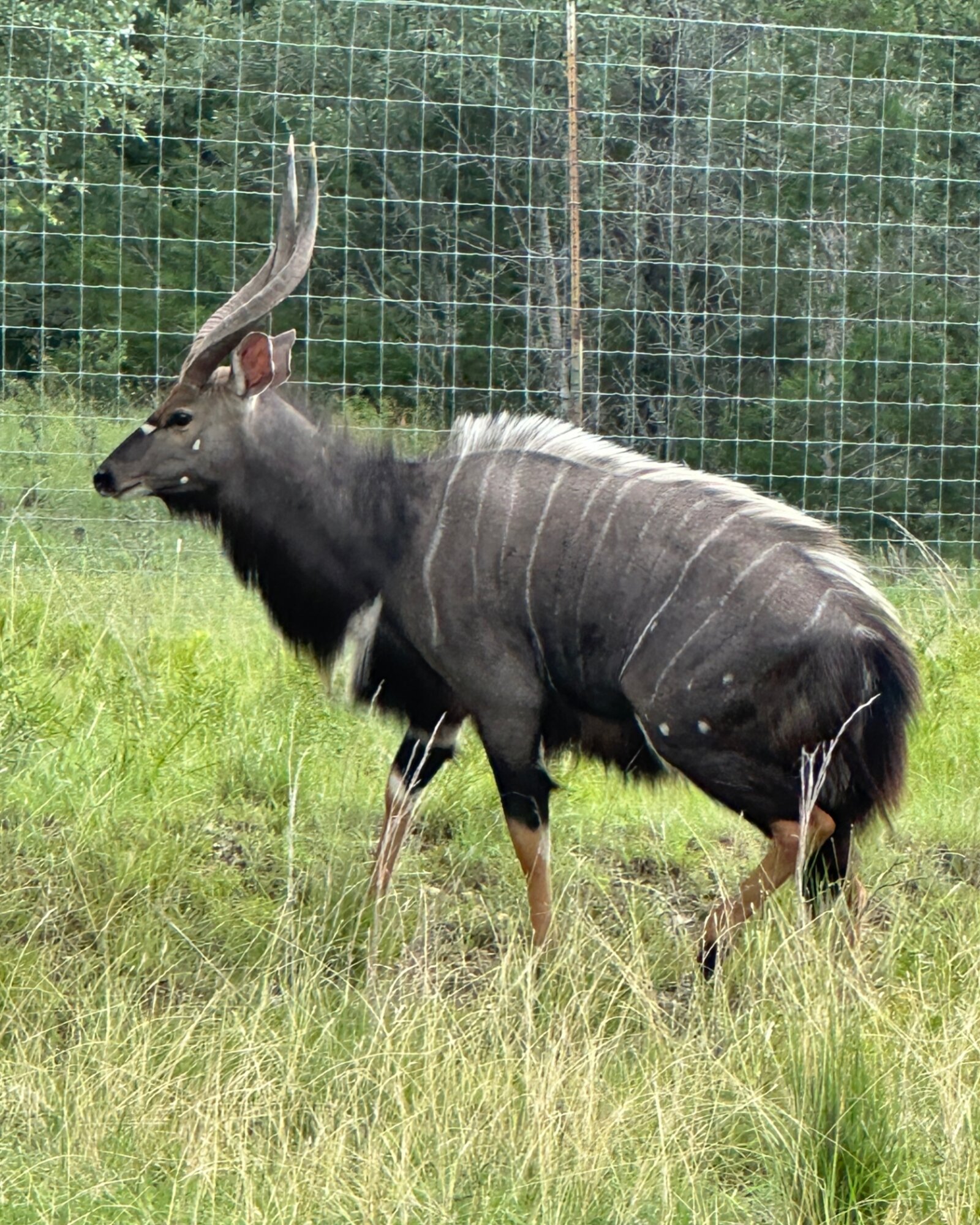 Joshua, nyala breeder