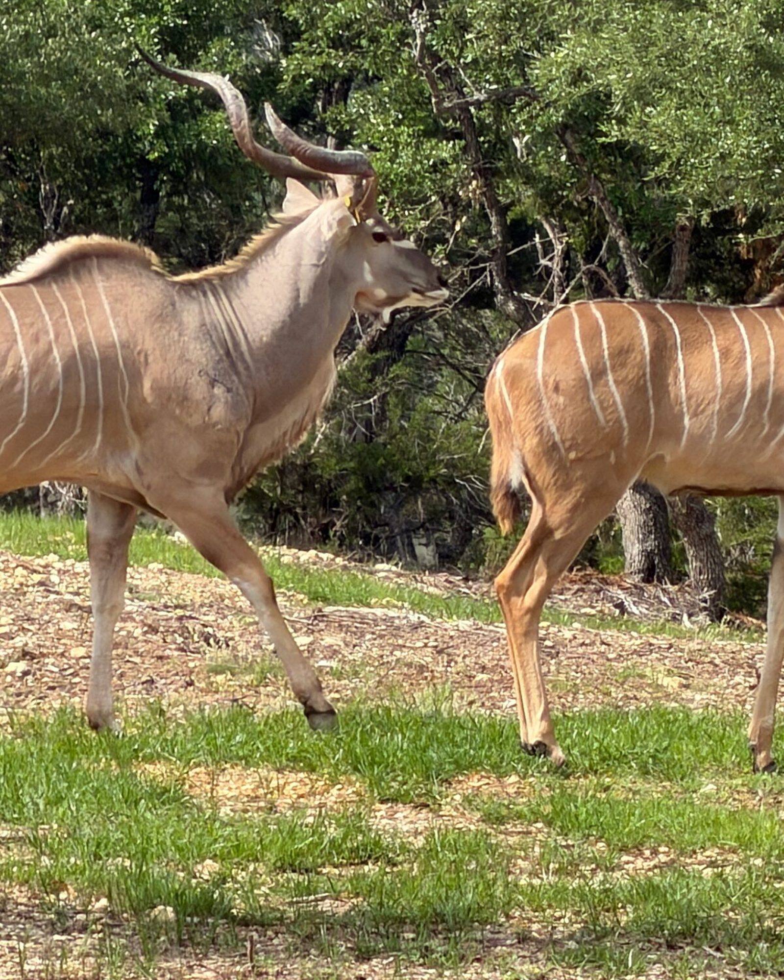 Jacob, kudu breeder