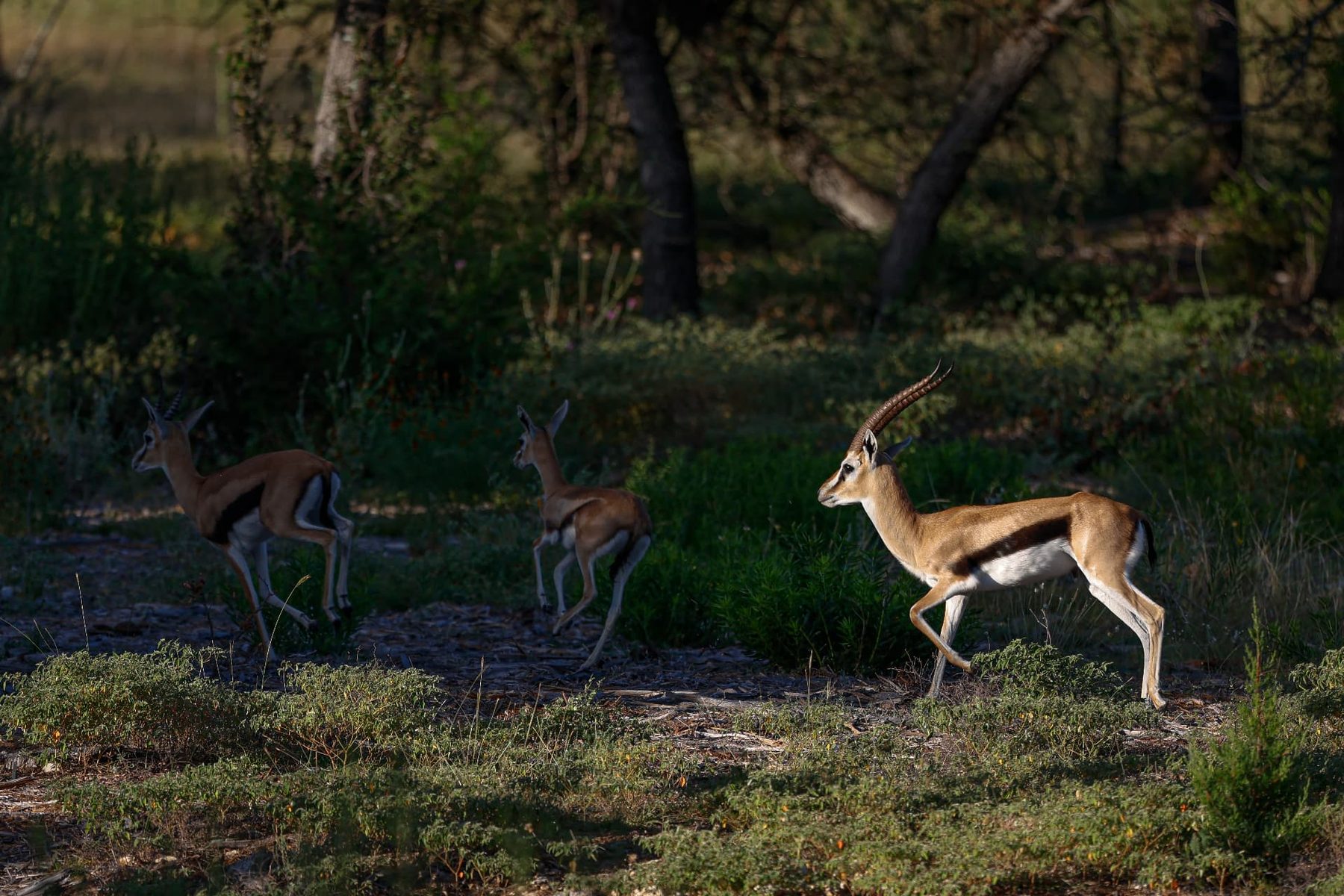 Pinion Thomson’s Gazelle breeder ram walking behind his gazelle herd in Hill Country brush