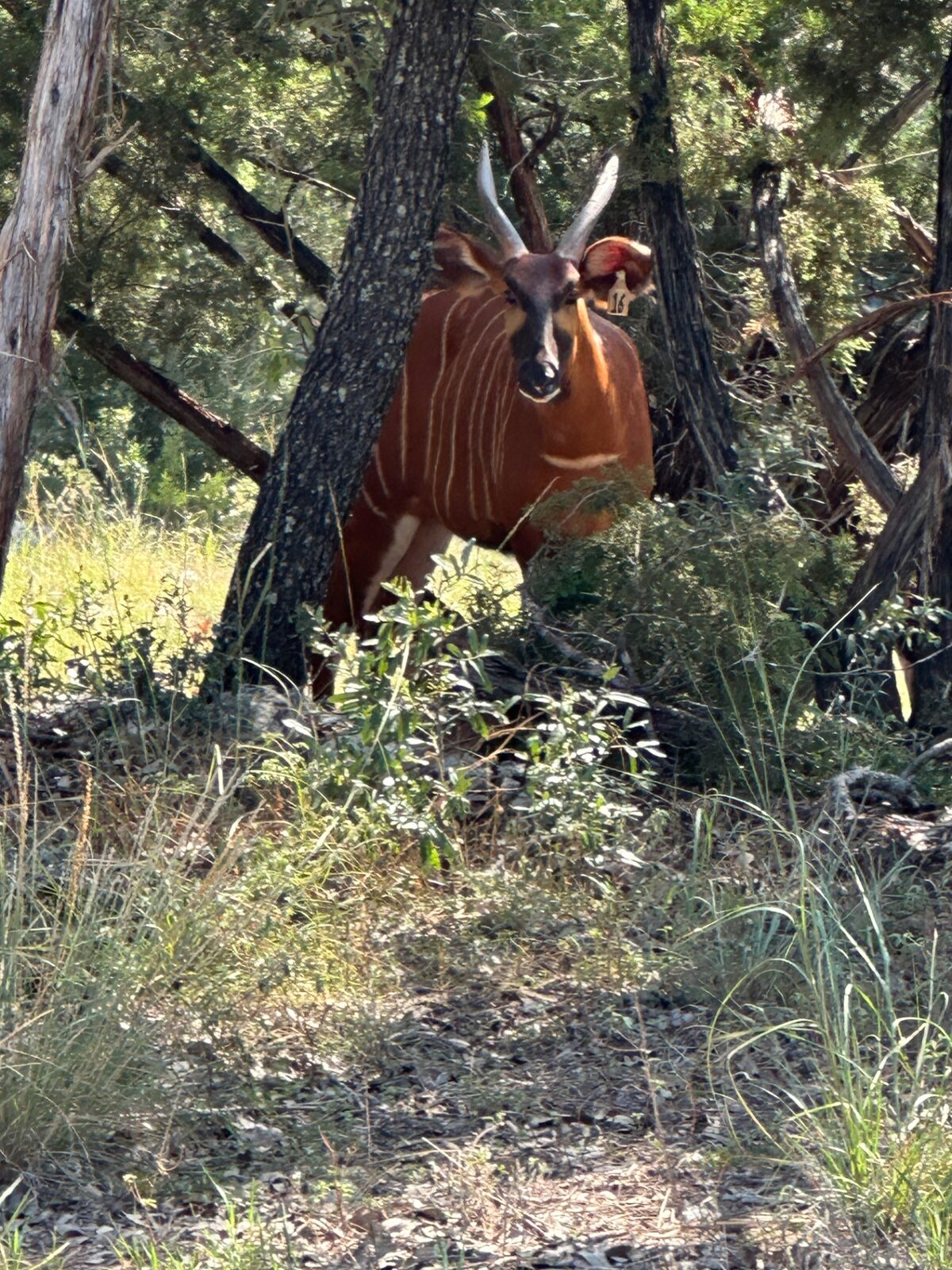 Bongo