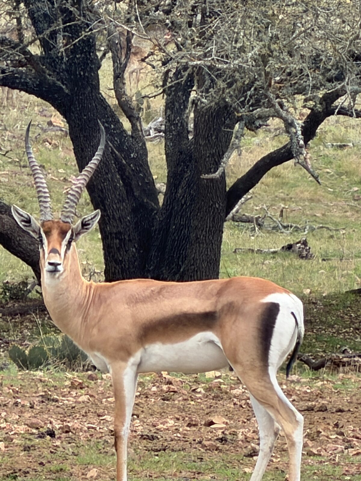 Jashar, Grant’s Gazelle breeder