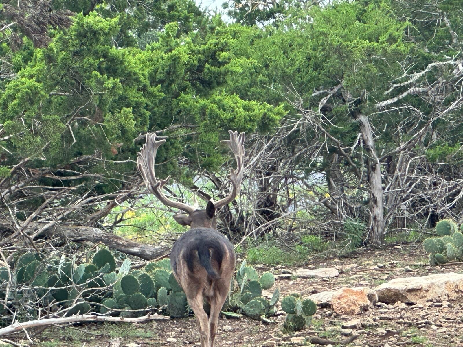 Simeon, fallow deer breeder