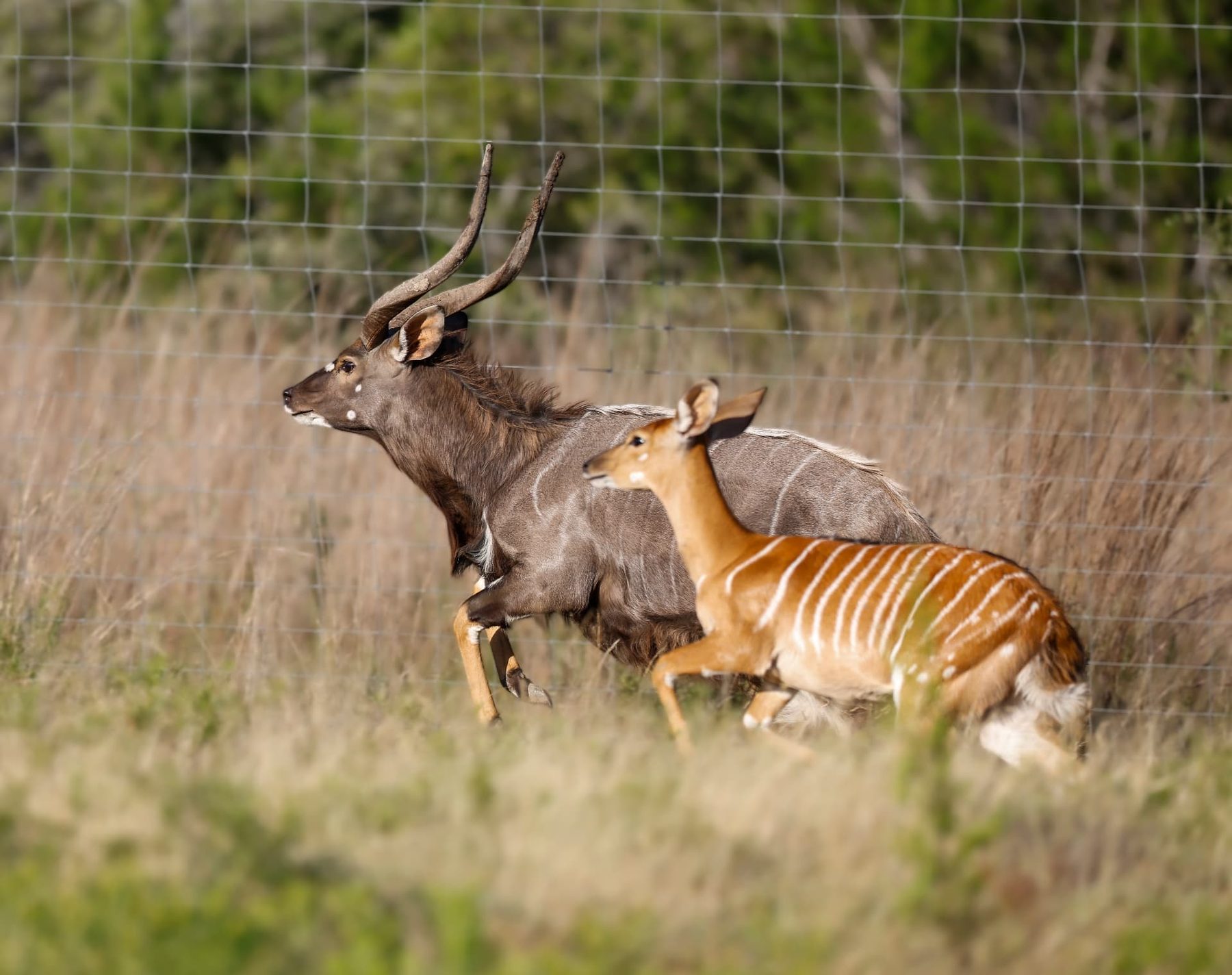 Imani Nyala breeder bull running alongside a nyala ewe showing full horn spiral and white flank striping