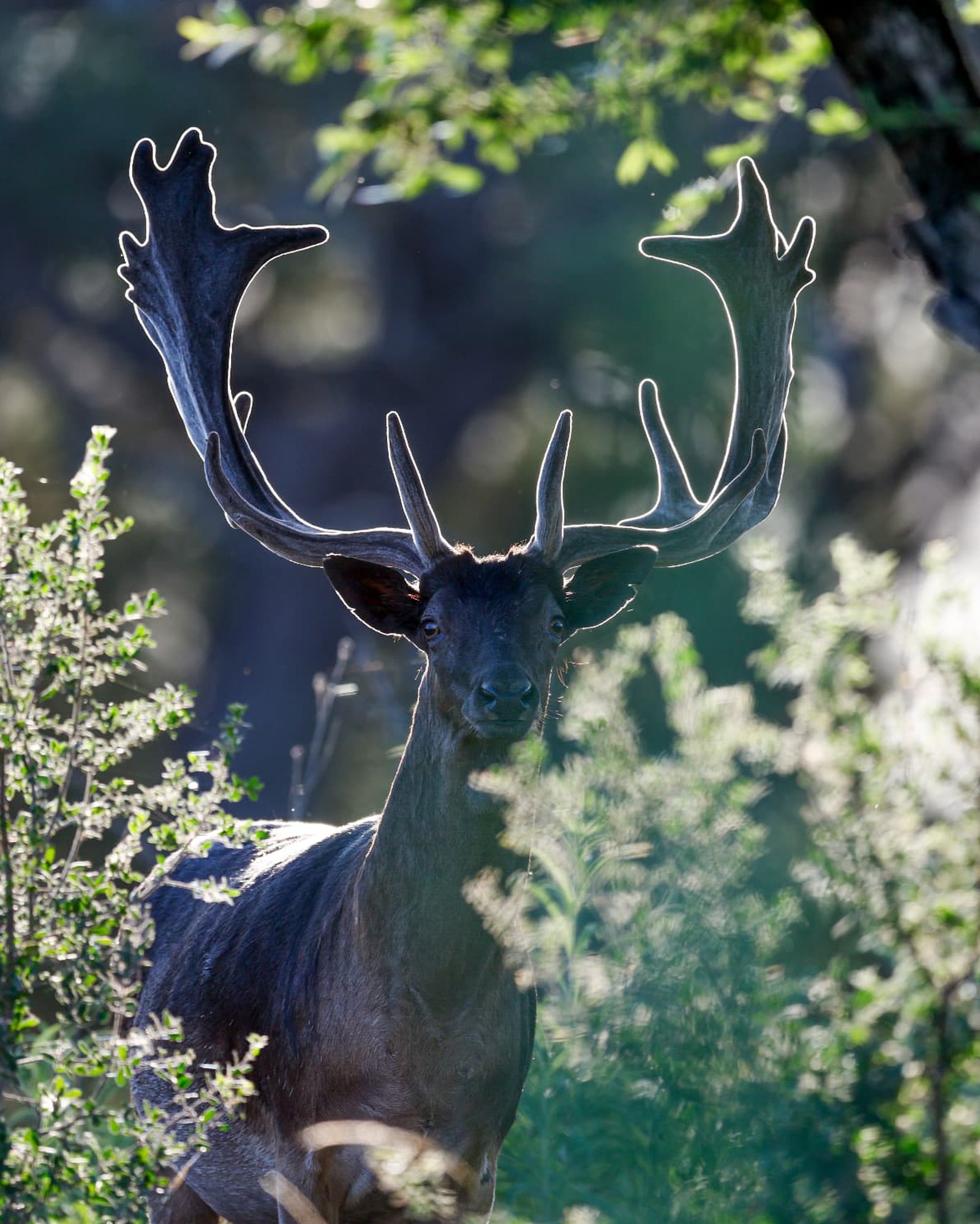 Simeon, fallow deer breeder buck facing forward with backlit palmate antlers