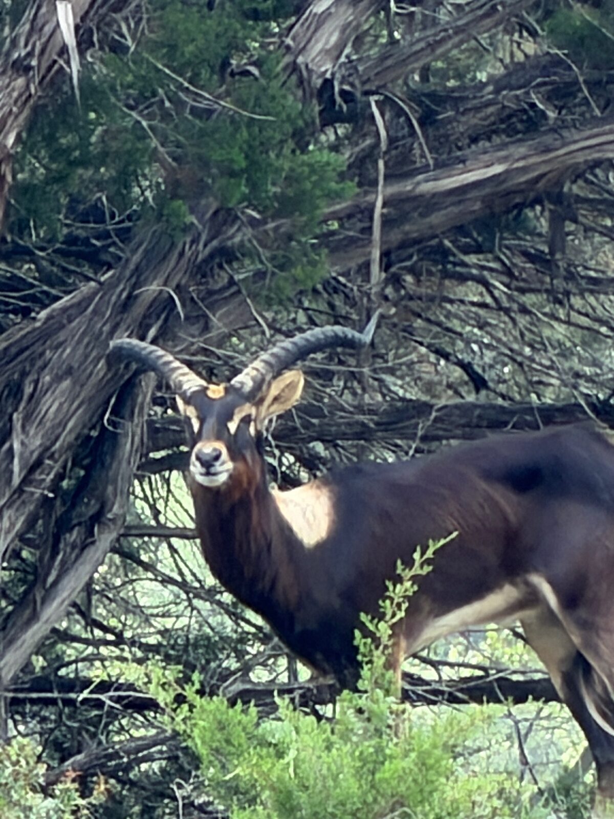 Benjamin, Nile Lechwe breeder