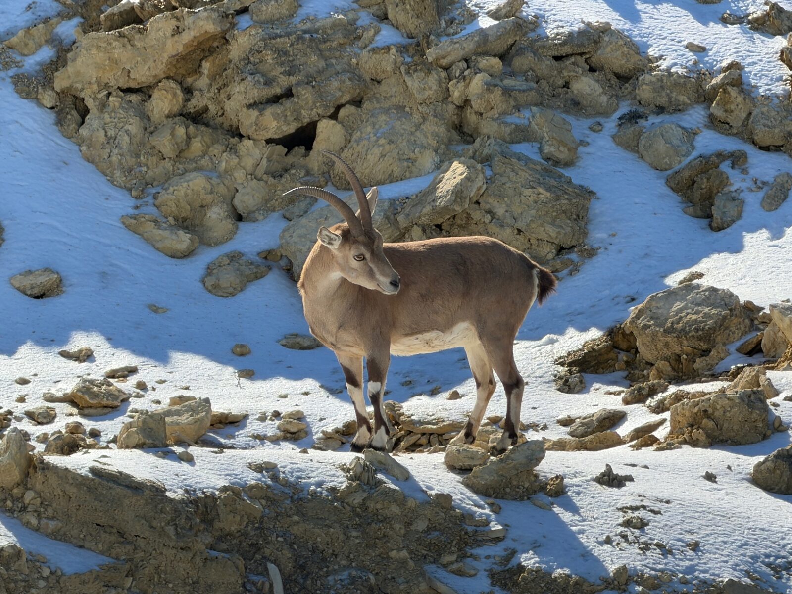 Noah, Nubian ibex breeder