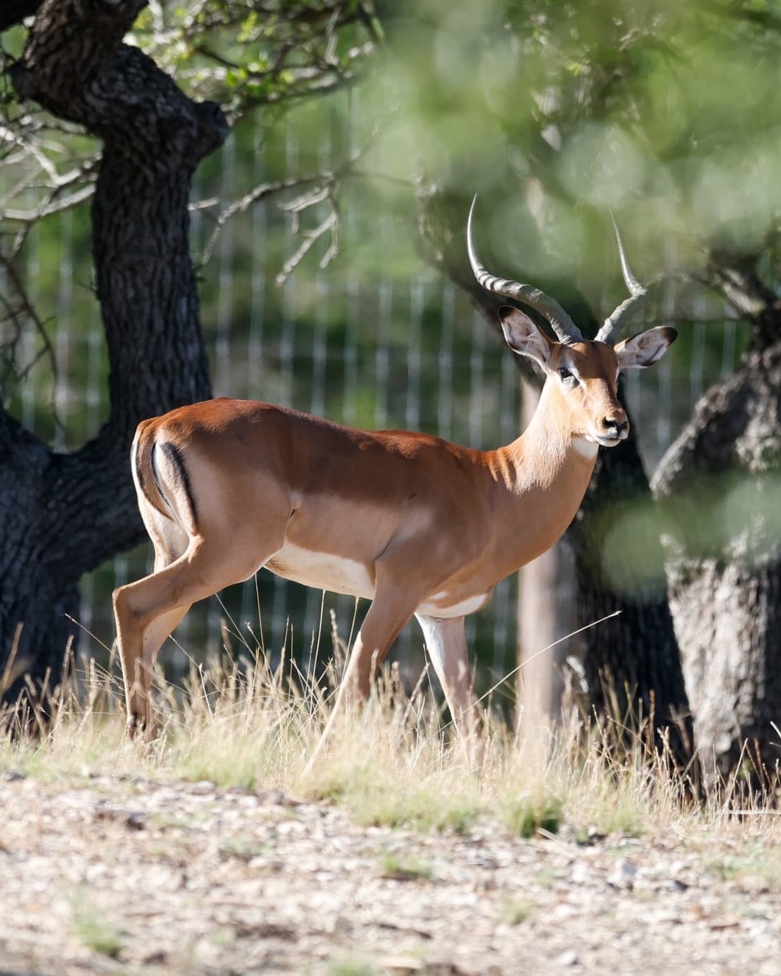 Maneseh, impala breeder ram in profile with tall lyre-shaped horns