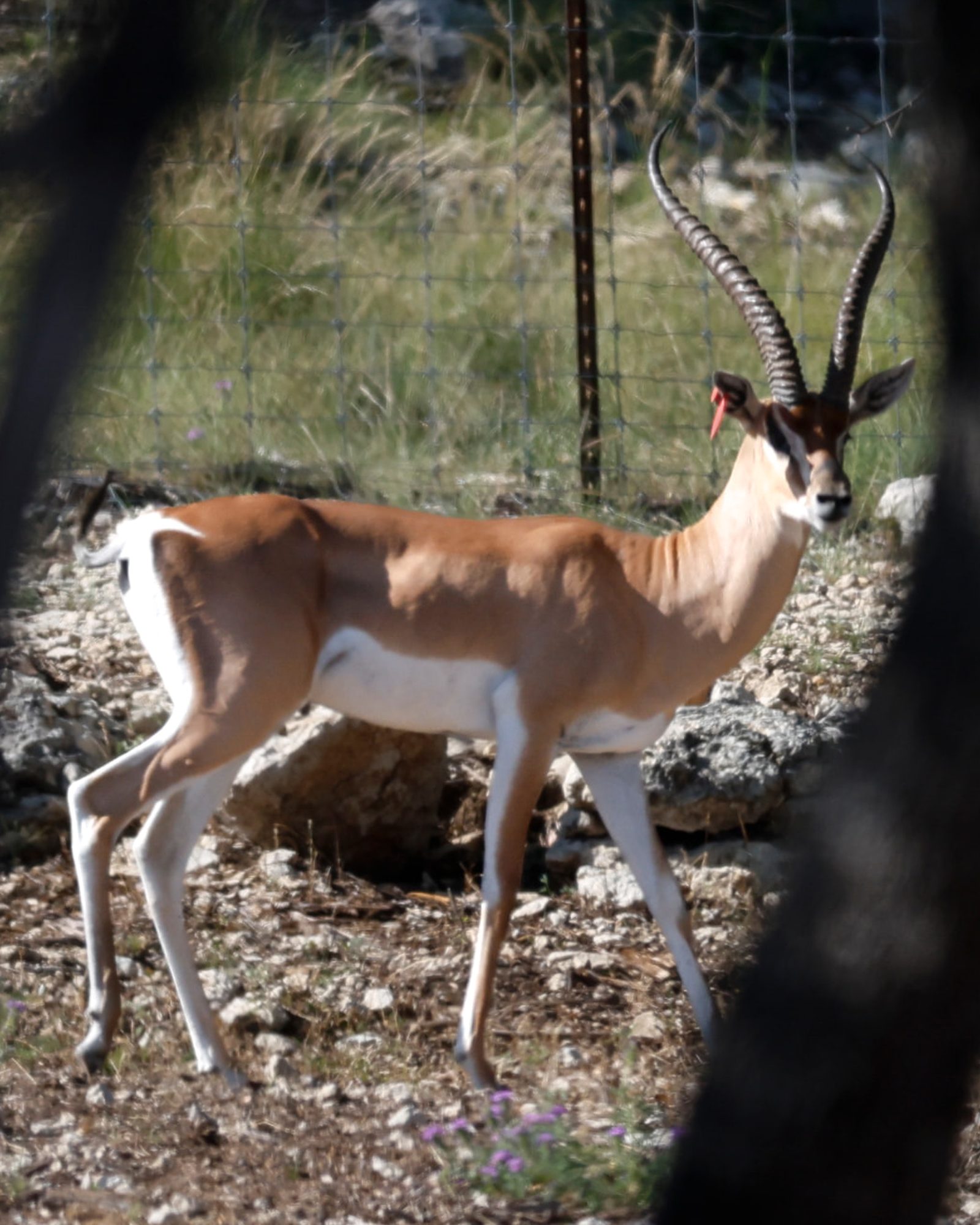 Jasher, Grant’s Gazelle breeder buck in profile with tall ringed lyre horns