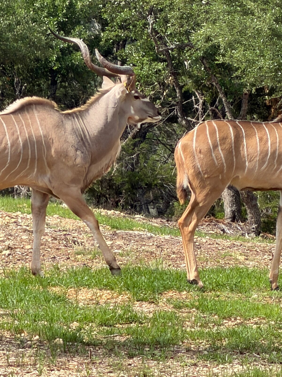 Jacob, kudu breeder