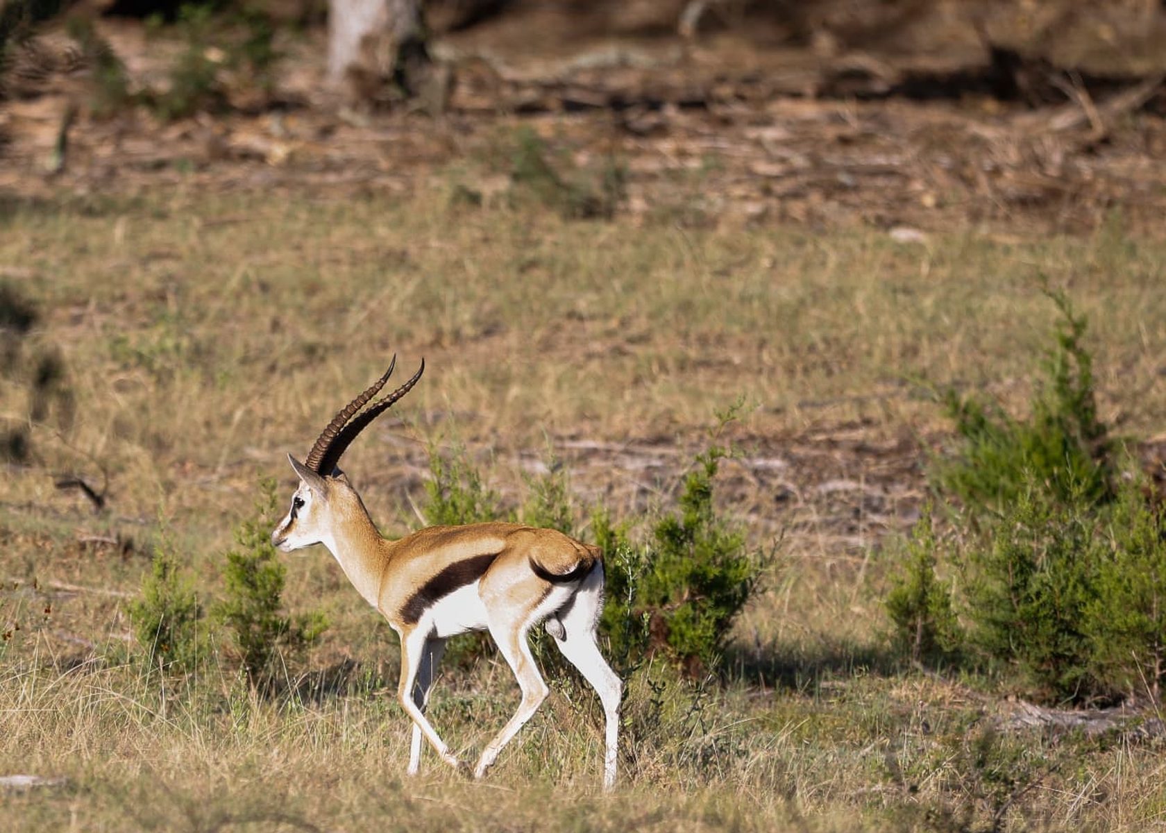 Pinion Thomson’s Gazelle breeder ram crossing open Hill Country grassland