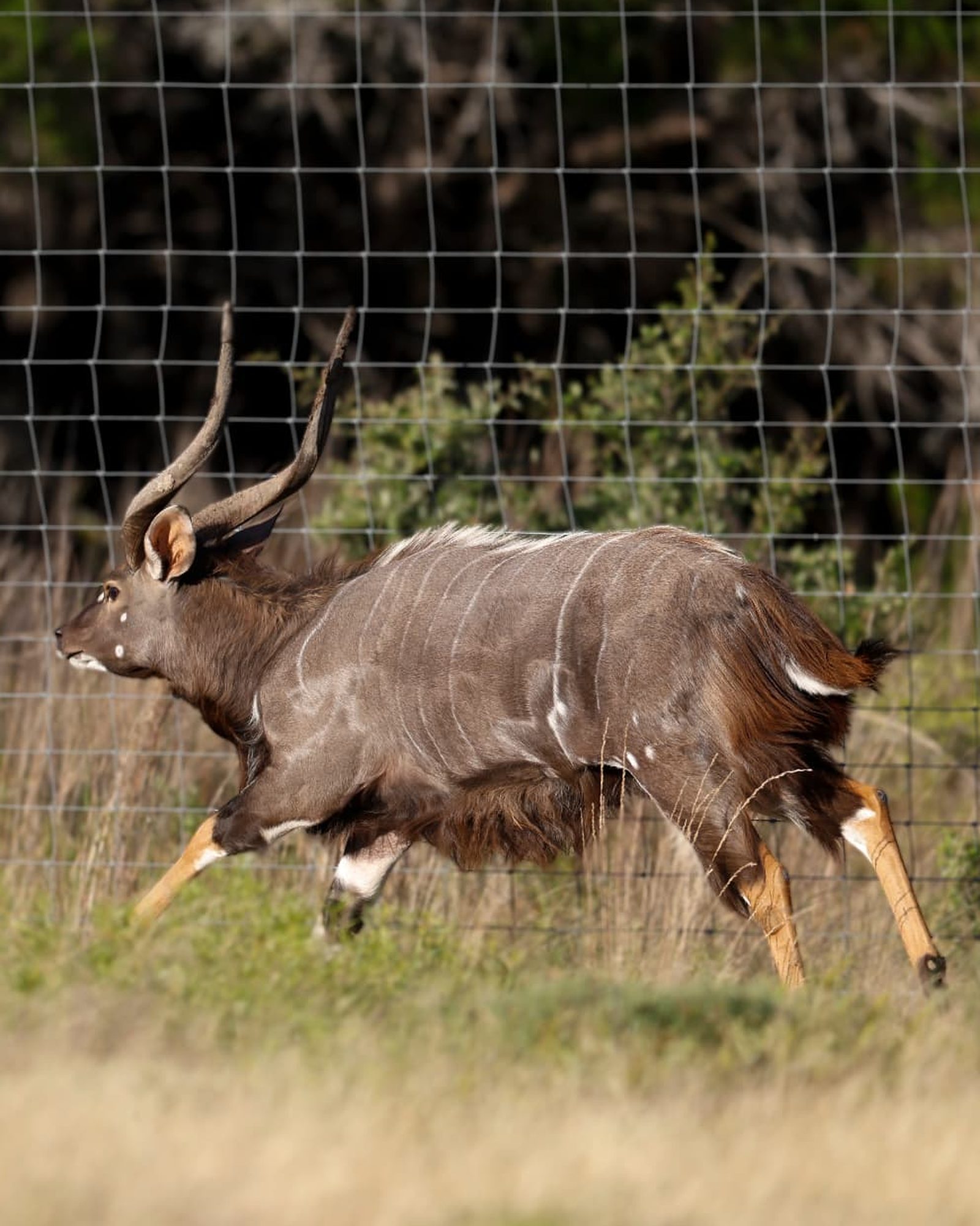 Imani, Nyala breeder bull at stride with spiraled horns and white flank striping