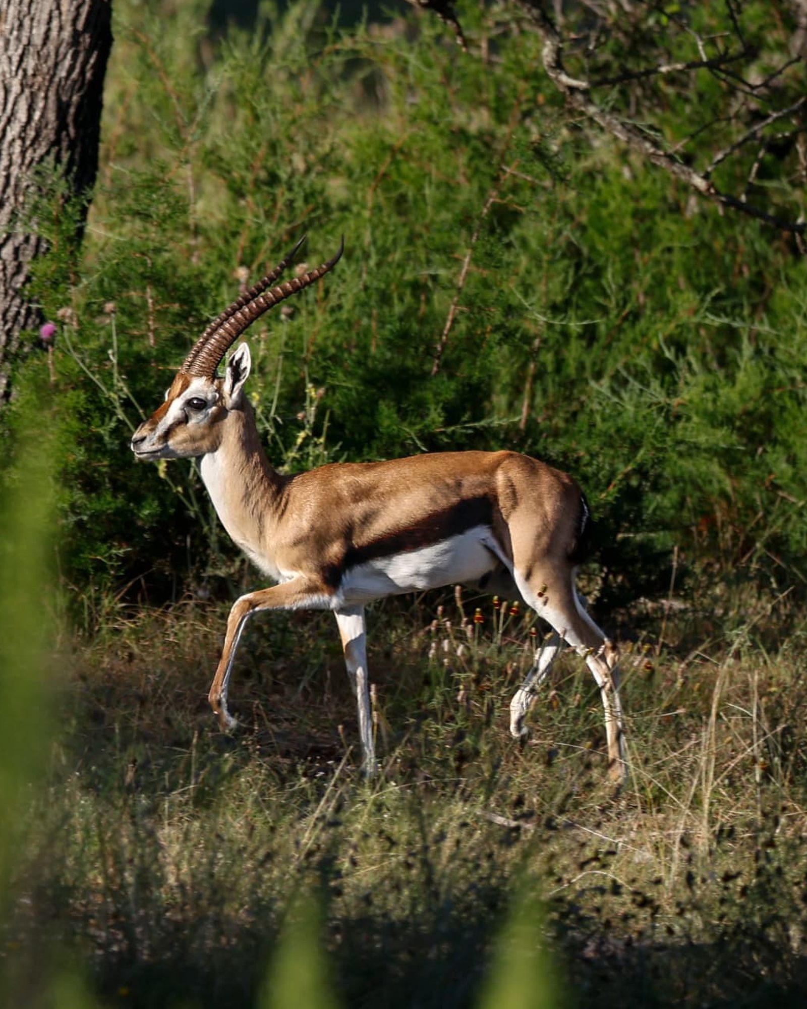 Pinion, Thomson’s Gazelle breeder ram with tall lyre-shaped horns in Hill Country brush