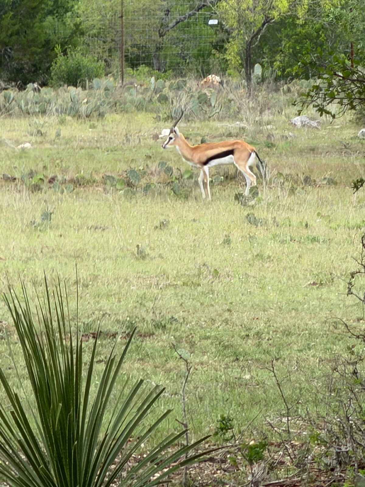 Pinon, Thomson’s Gazelle breeder