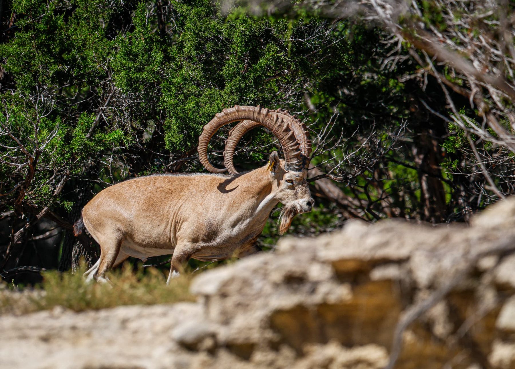 Noah Nubian Ibex breeder full body side profile walking through Hill Country cedar