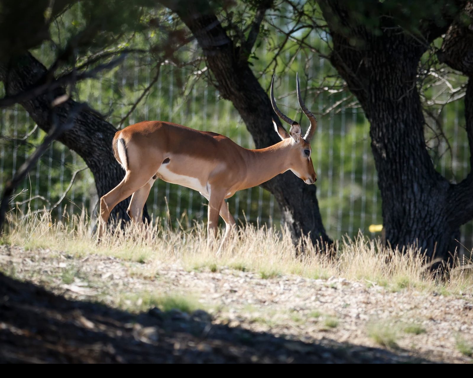 Maneseh impala breeder ram walking through Hill Country oak shade showing lyre-shaped horns
