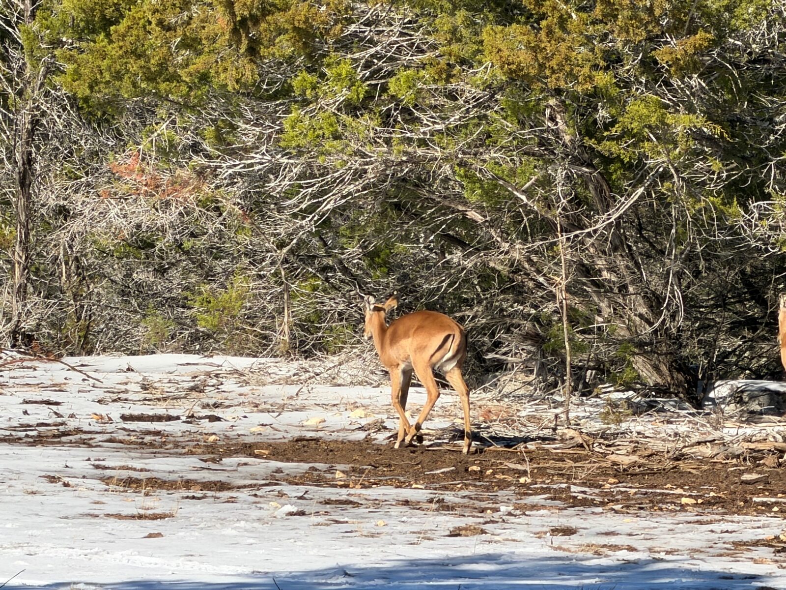 Maneseh, impala breeder