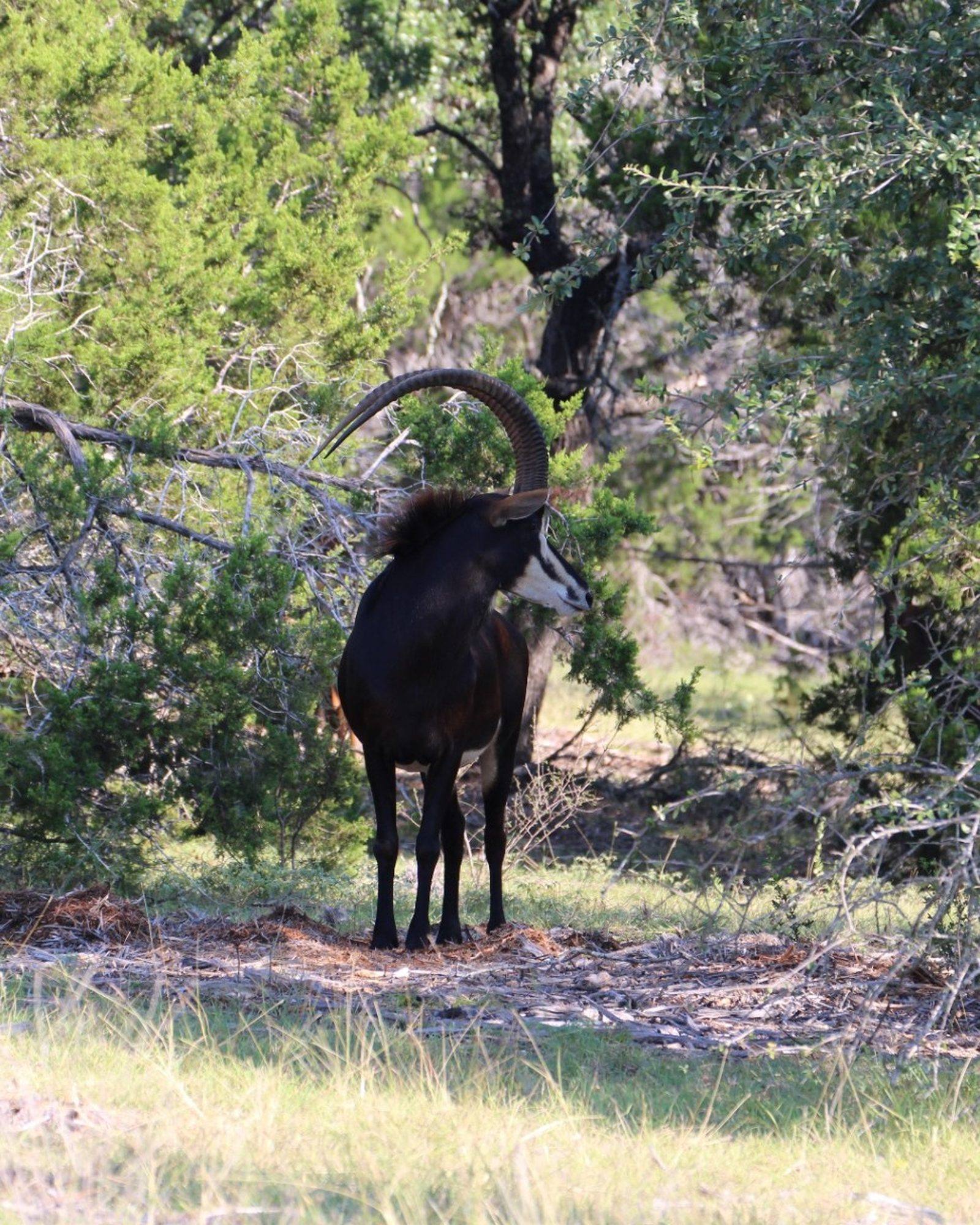 Samuel Sable breeder bull in side profile showing full sweeping horn curve