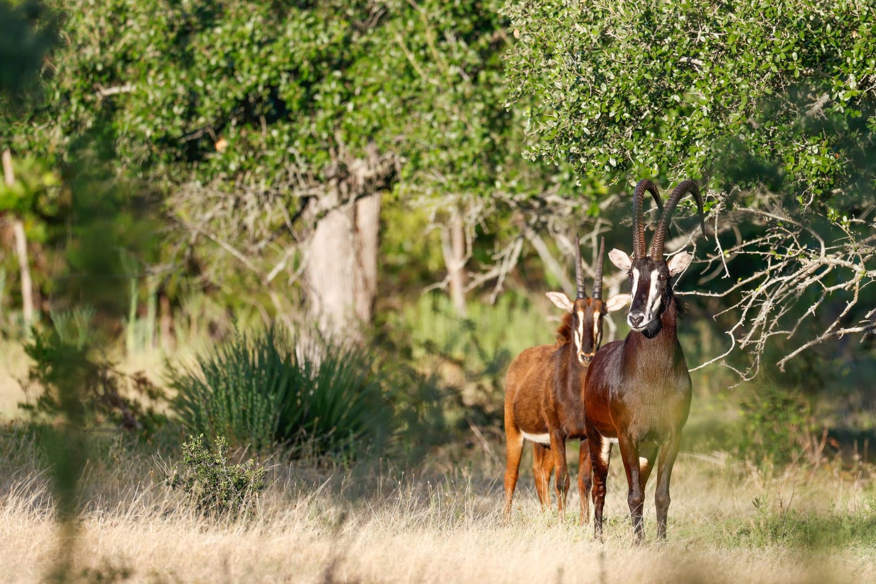 Samuel Sable breeder bull standing with a sable cow beneath Hill Country oaks