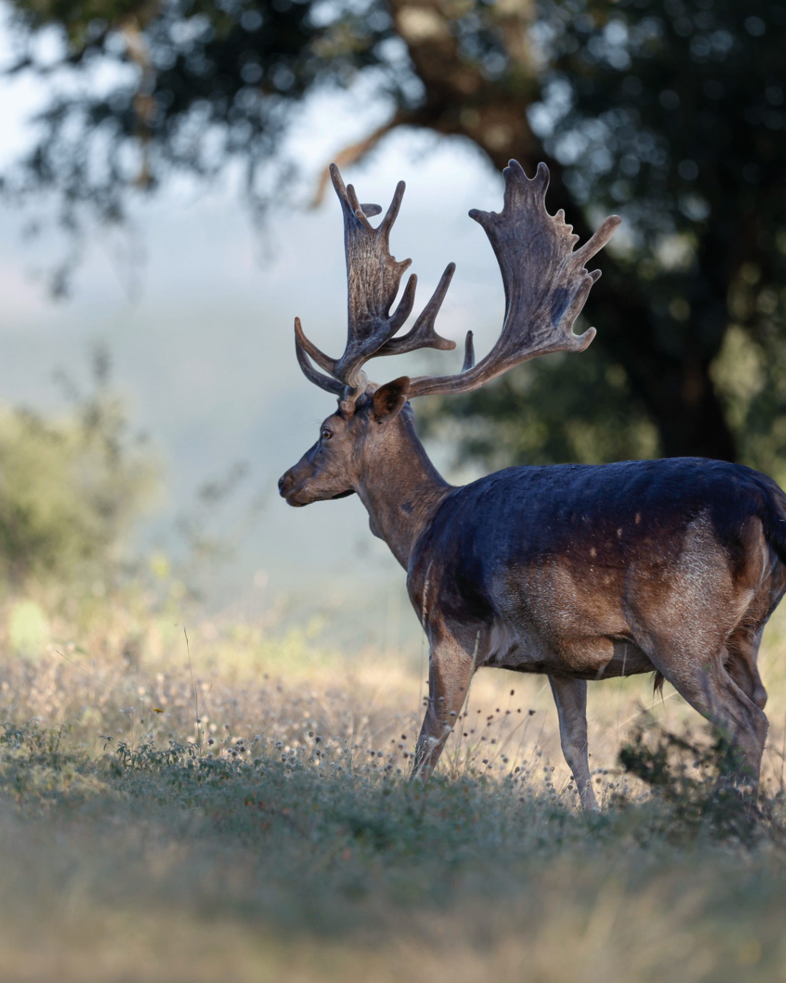 Simeon fallow deer buck standing in Hill Country pasture