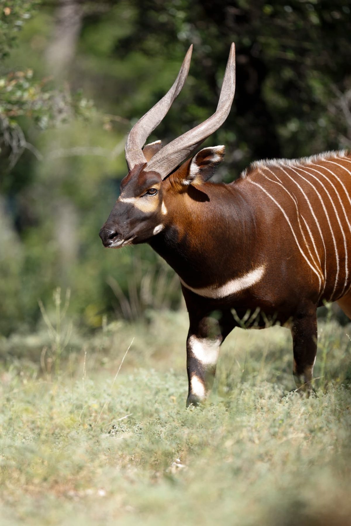 Abraham Bongo breeder side profile standing full body in Hill Country grass