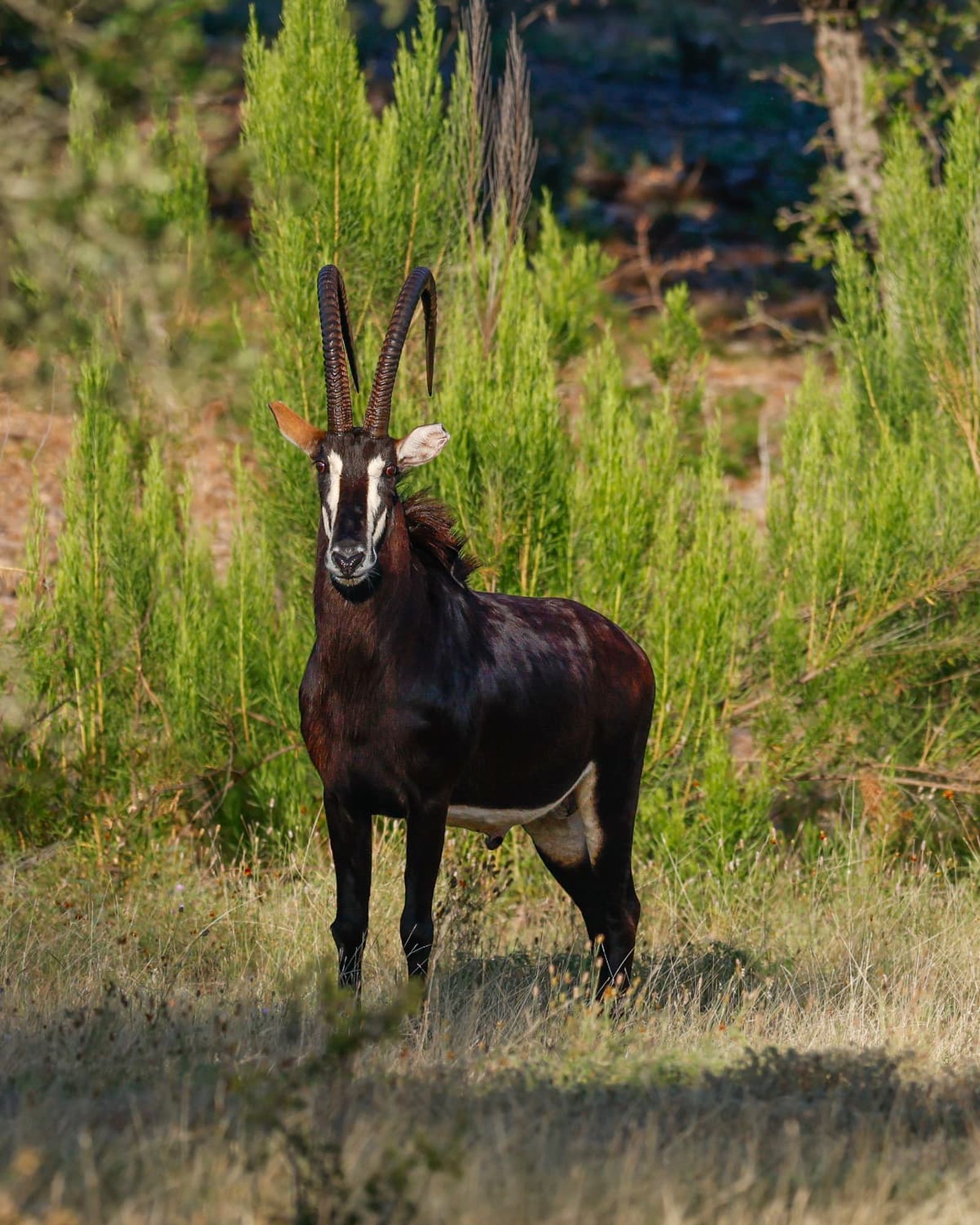 Samuel, Sable Antelope breeder bull facing forward with deep ridged horns