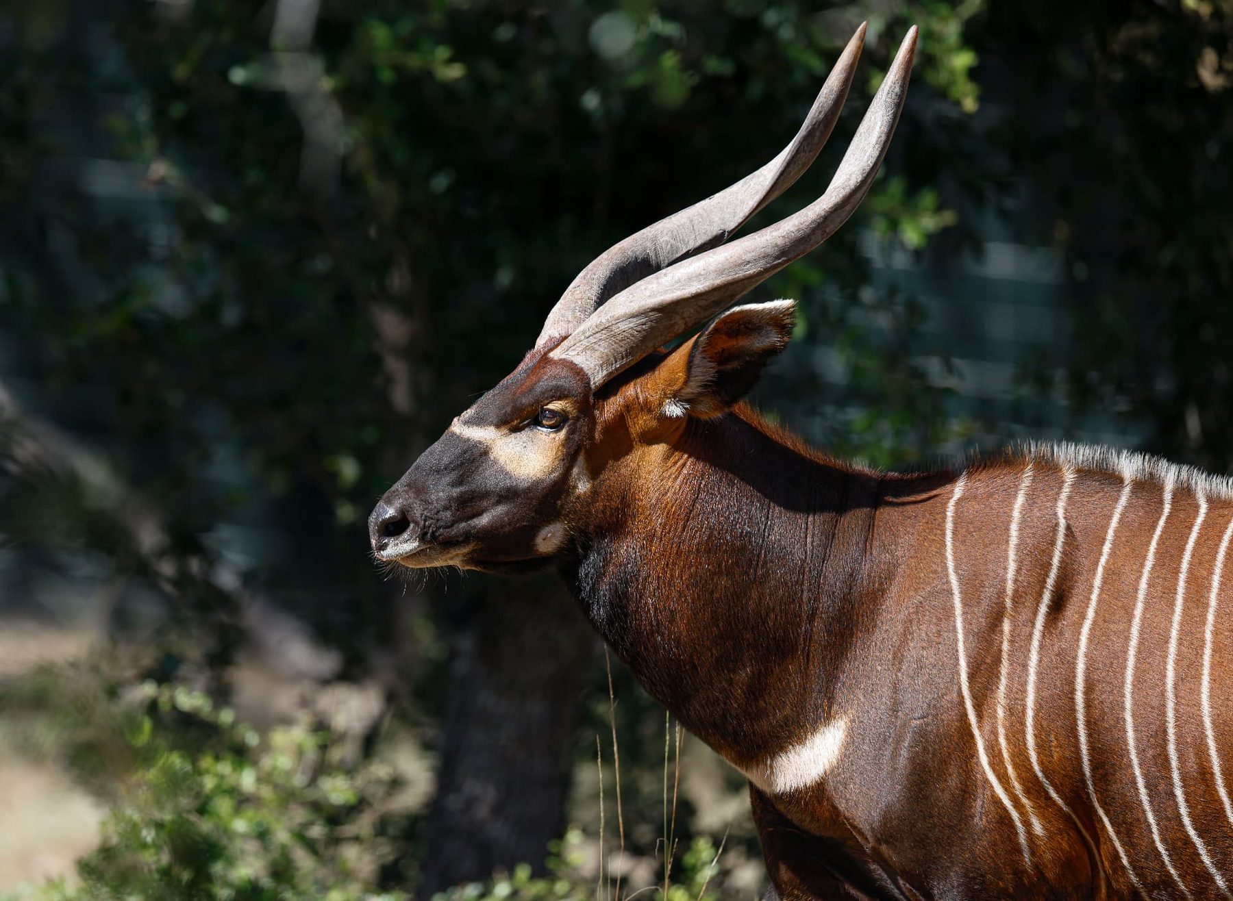 Abraham Bongo breeder head and shoulders close-up showing spiraled horns and white flank stripes