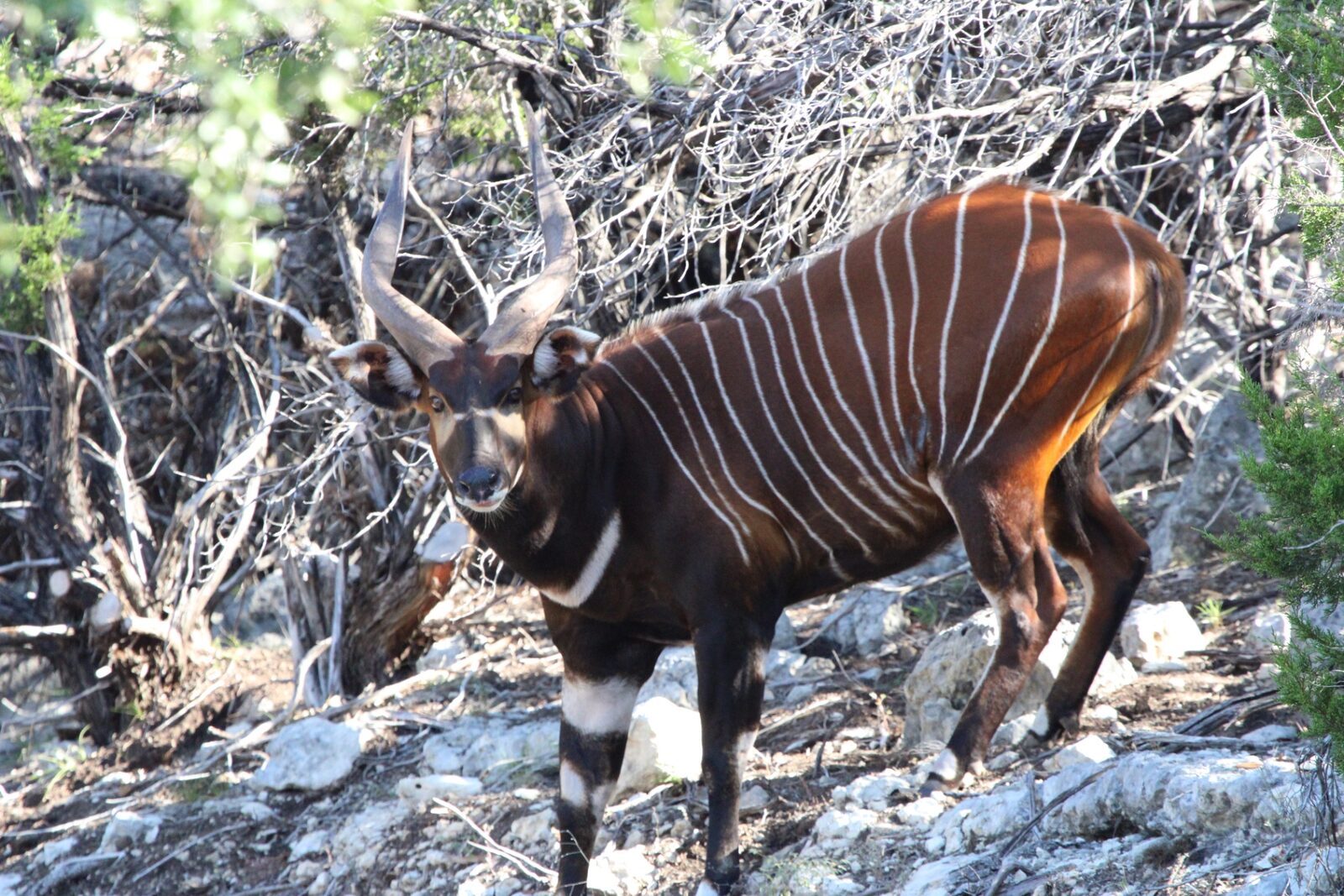 Abraham, bongo breeder
