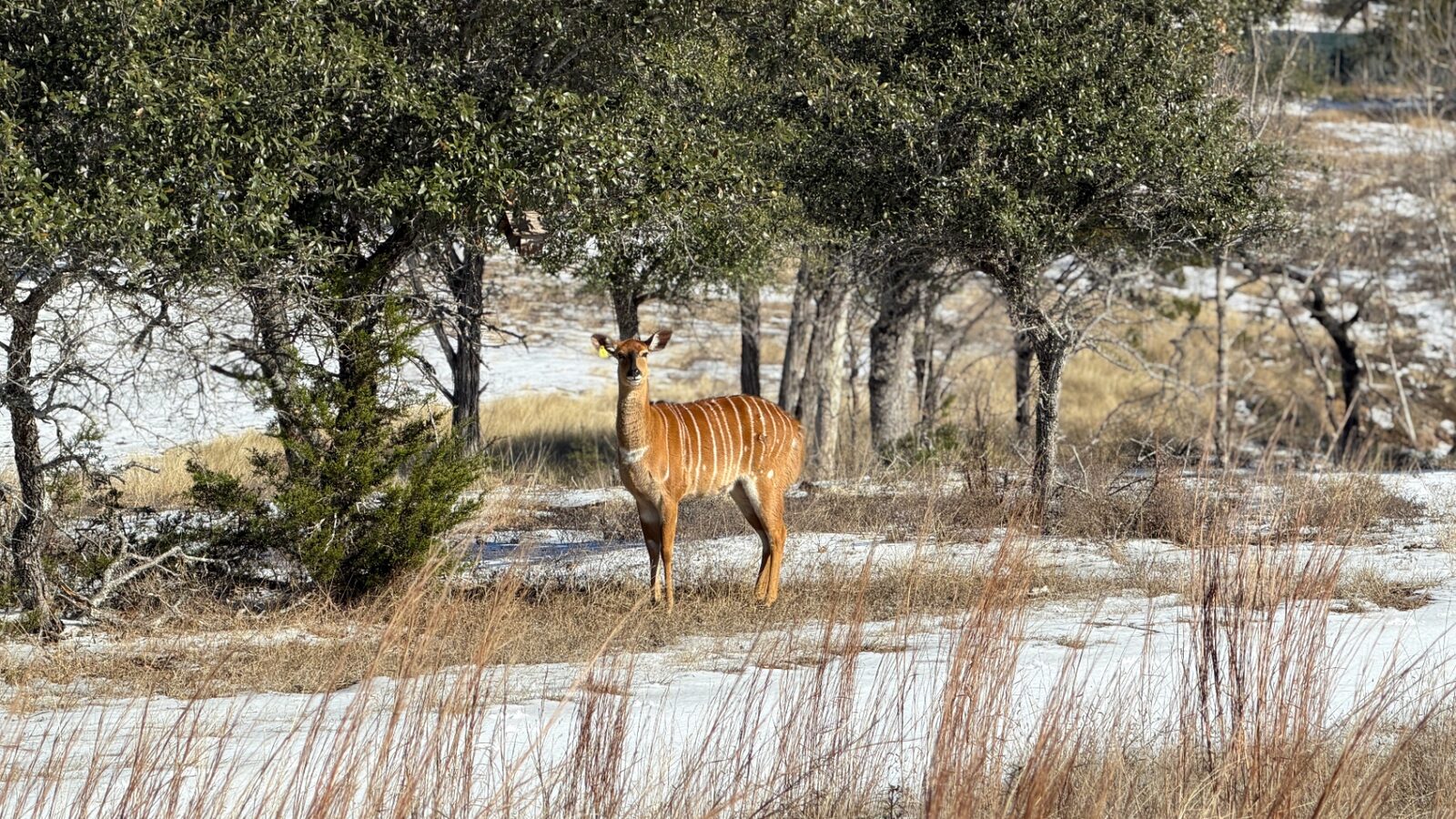 Imani, nyala breeder