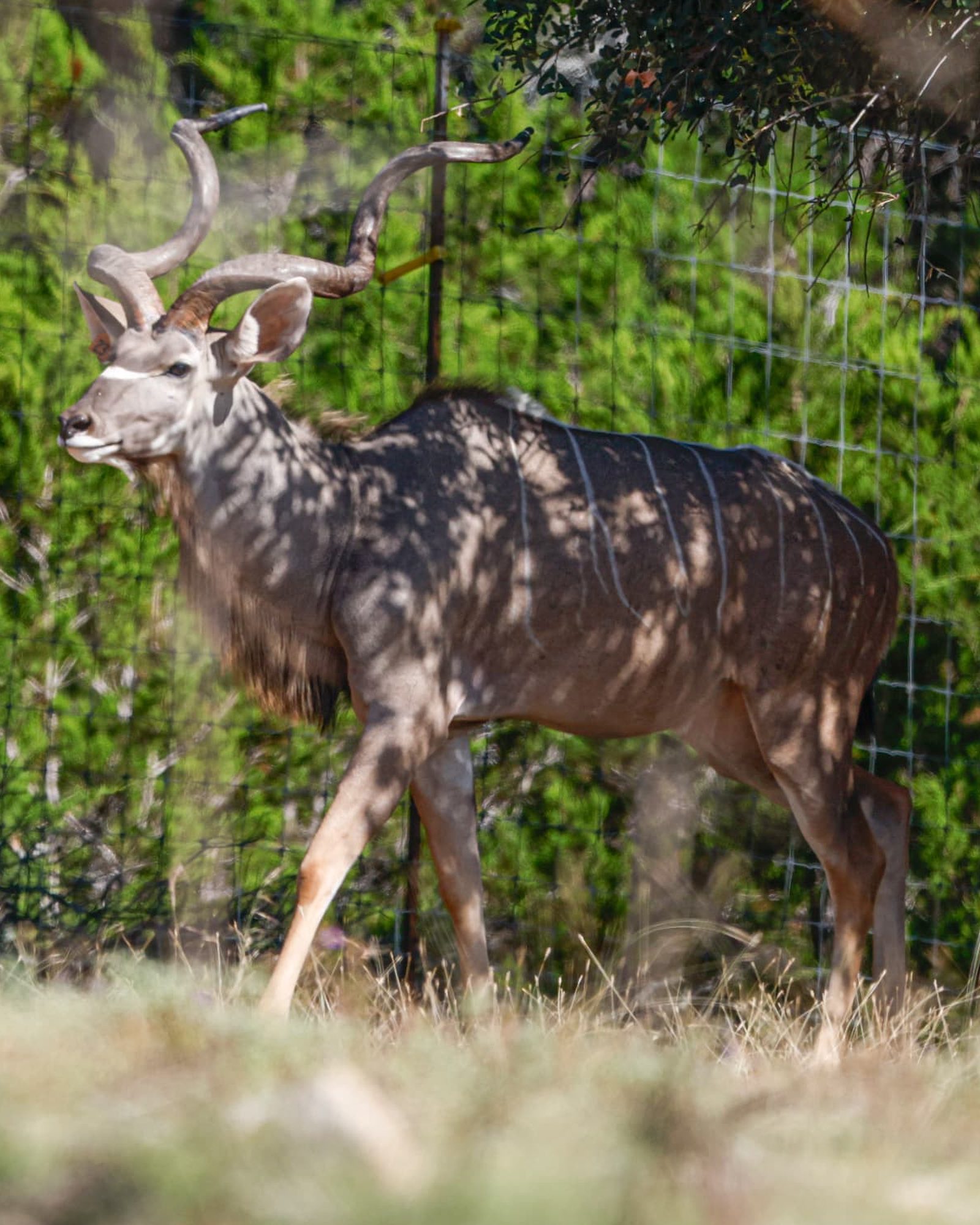 Levi, 51-inch Greater Kudu breeder bull in profile with deep spiraled horns