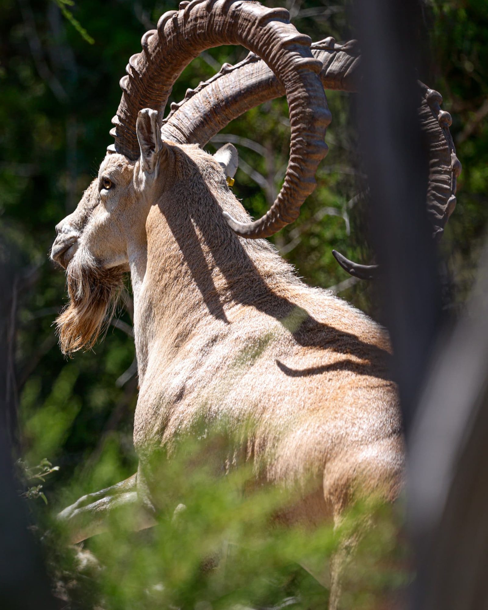 Noah, Nubian ibex herd sire with sweeping ridged horns on the Hill Country ranch
