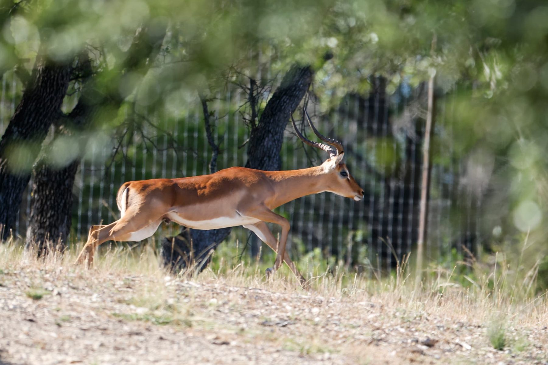 Maneseh impala breeder ram at full stride across open Hill Country grass