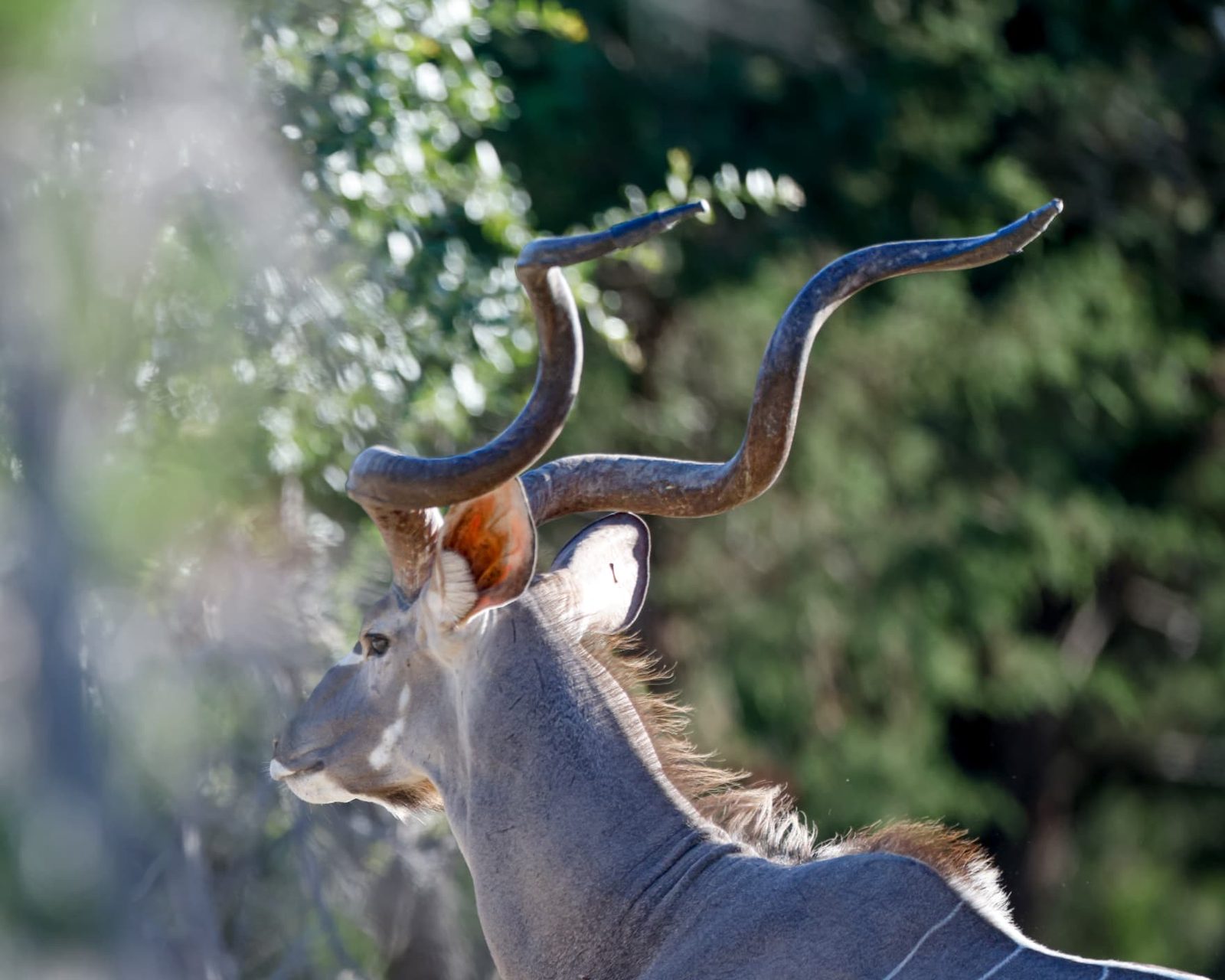 Levi Greater Kudu breeder head and shoulders close-up showing deep 51-inch horn spirals