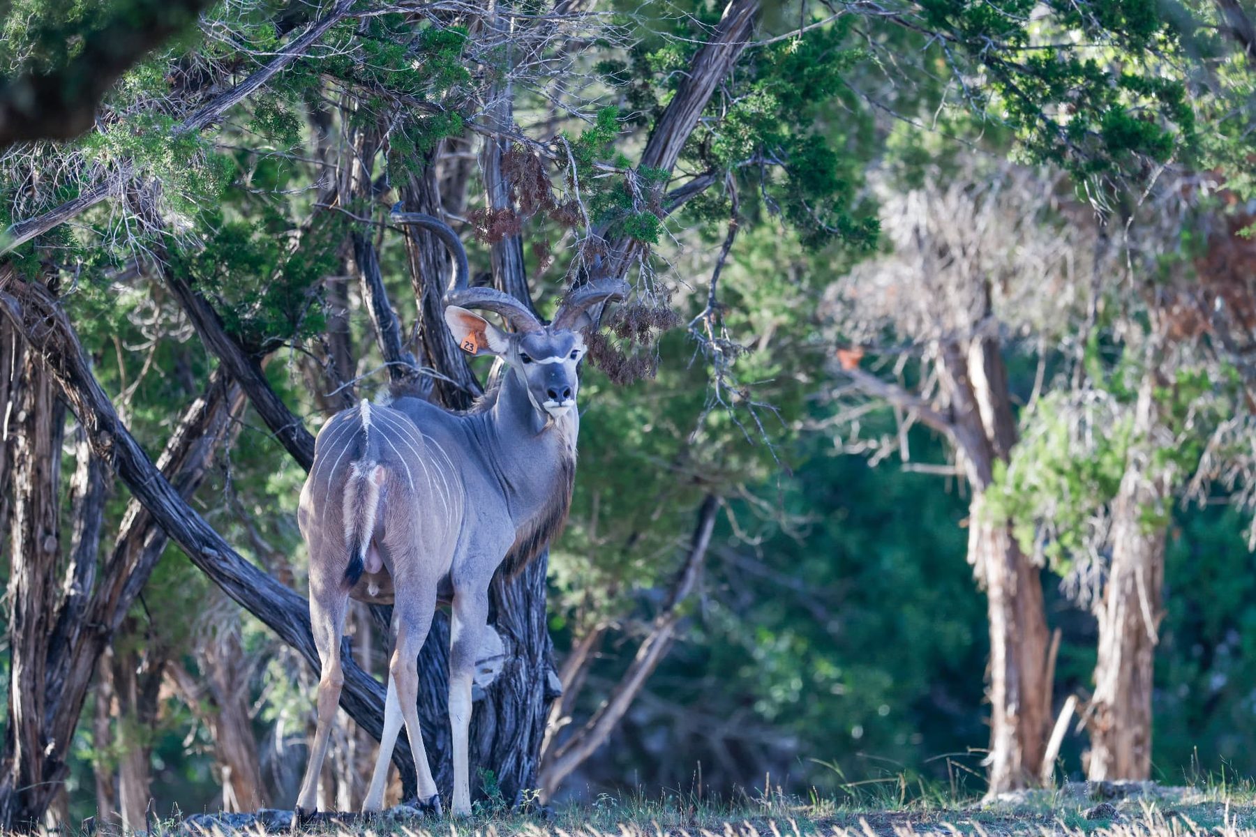 Levi 51-inch Greater Kudu breeder bull standing under Hill Country cedar with full horn spiral