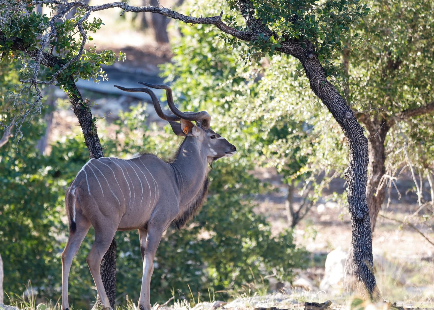 Levi Greater Kudu breeder bull in profile beneath live oaks showing white flank striping
