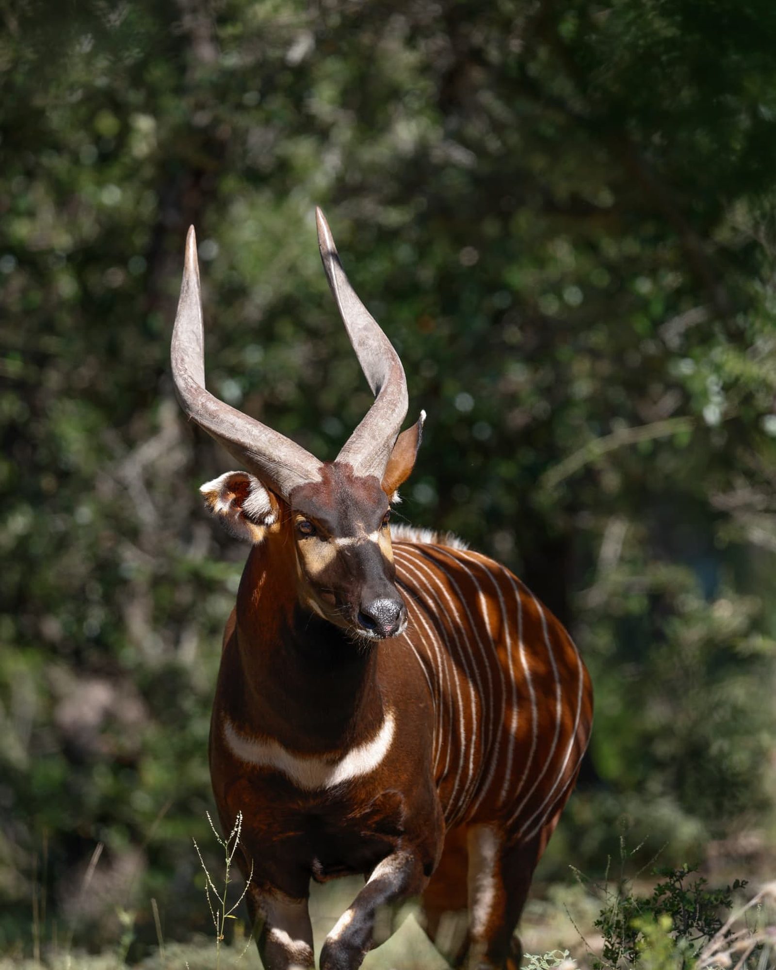 Abraham, bongo breeder