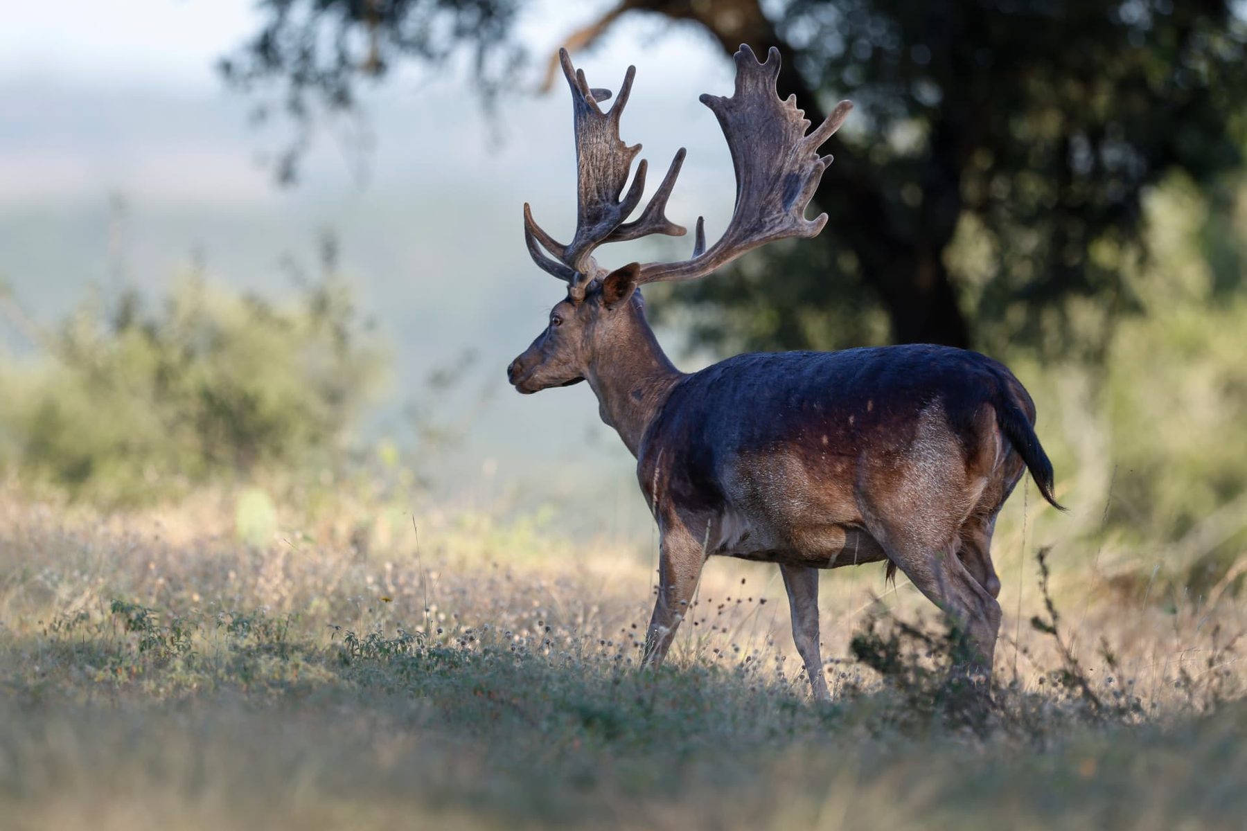 Simeon fallow deer buck in side profile at sunrise showing full palmate antler spread