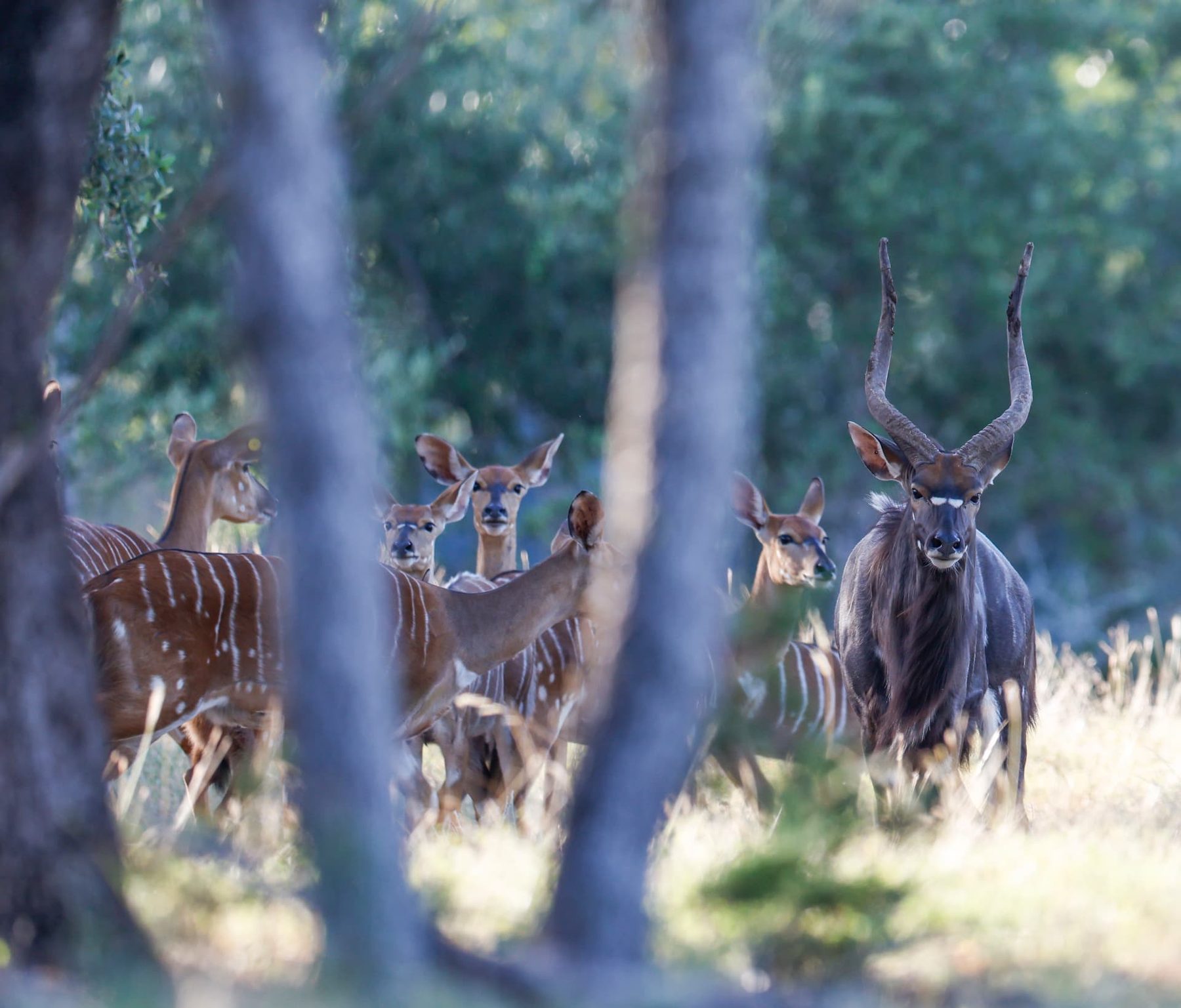 Imani Nyala breeder bull facing camera among his nyala herd in Hill Country shade
