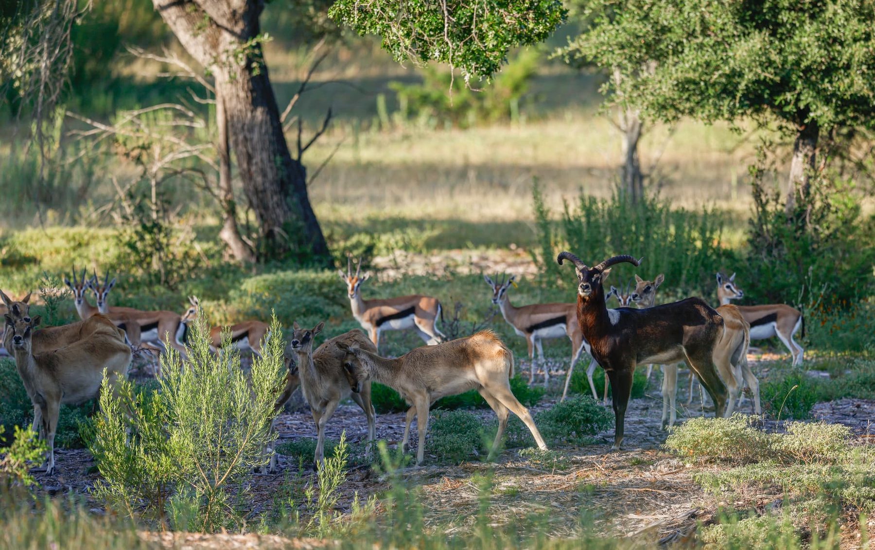 Benjamin Nile Lechwe breeder bull standing with the herd under Hill Country oaks