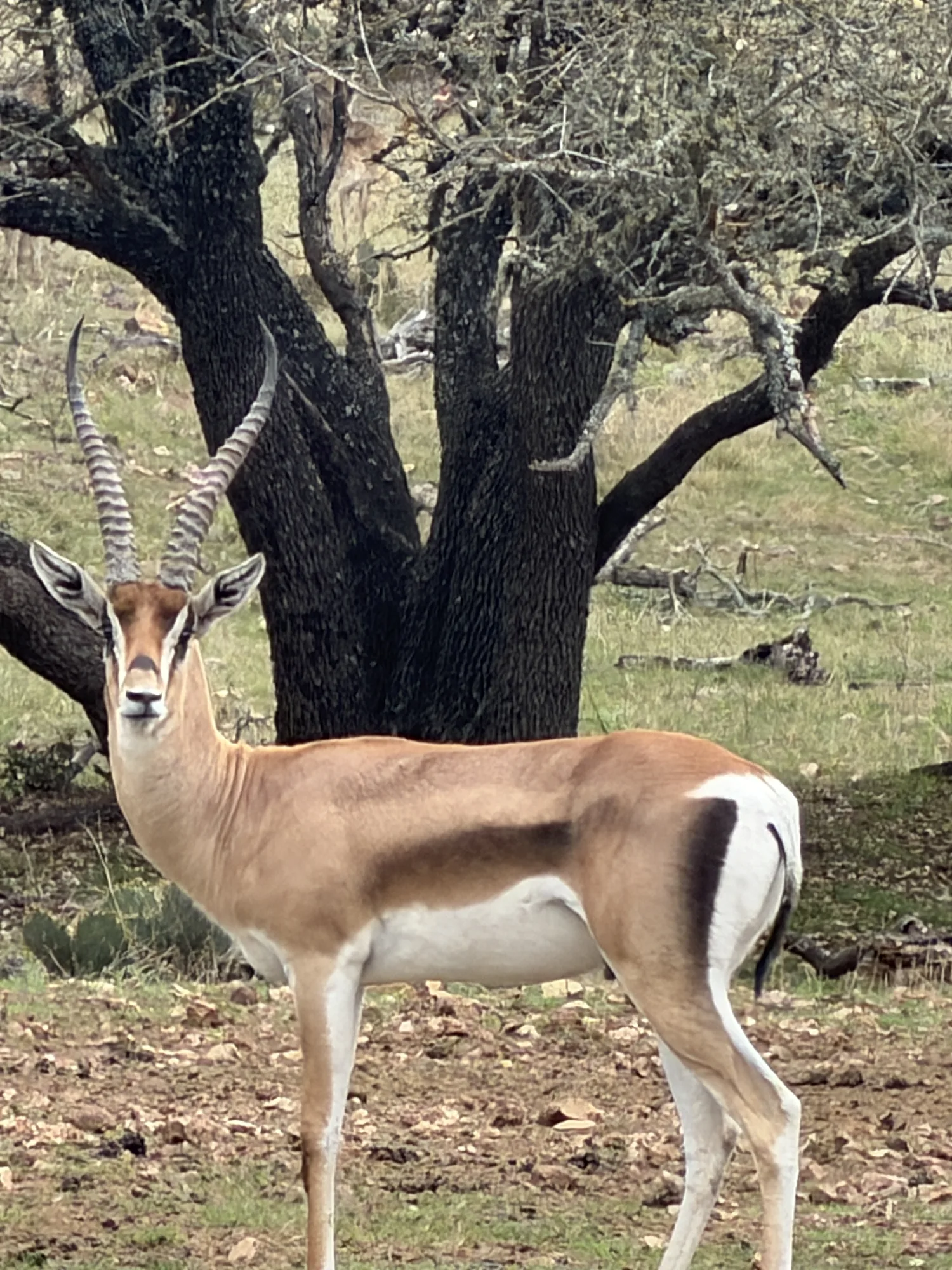 Grant's Gazelle