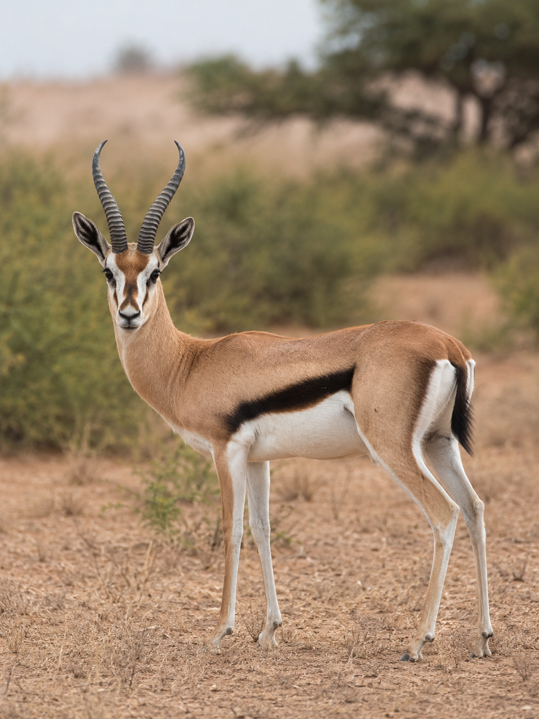 Grant's Gazelle