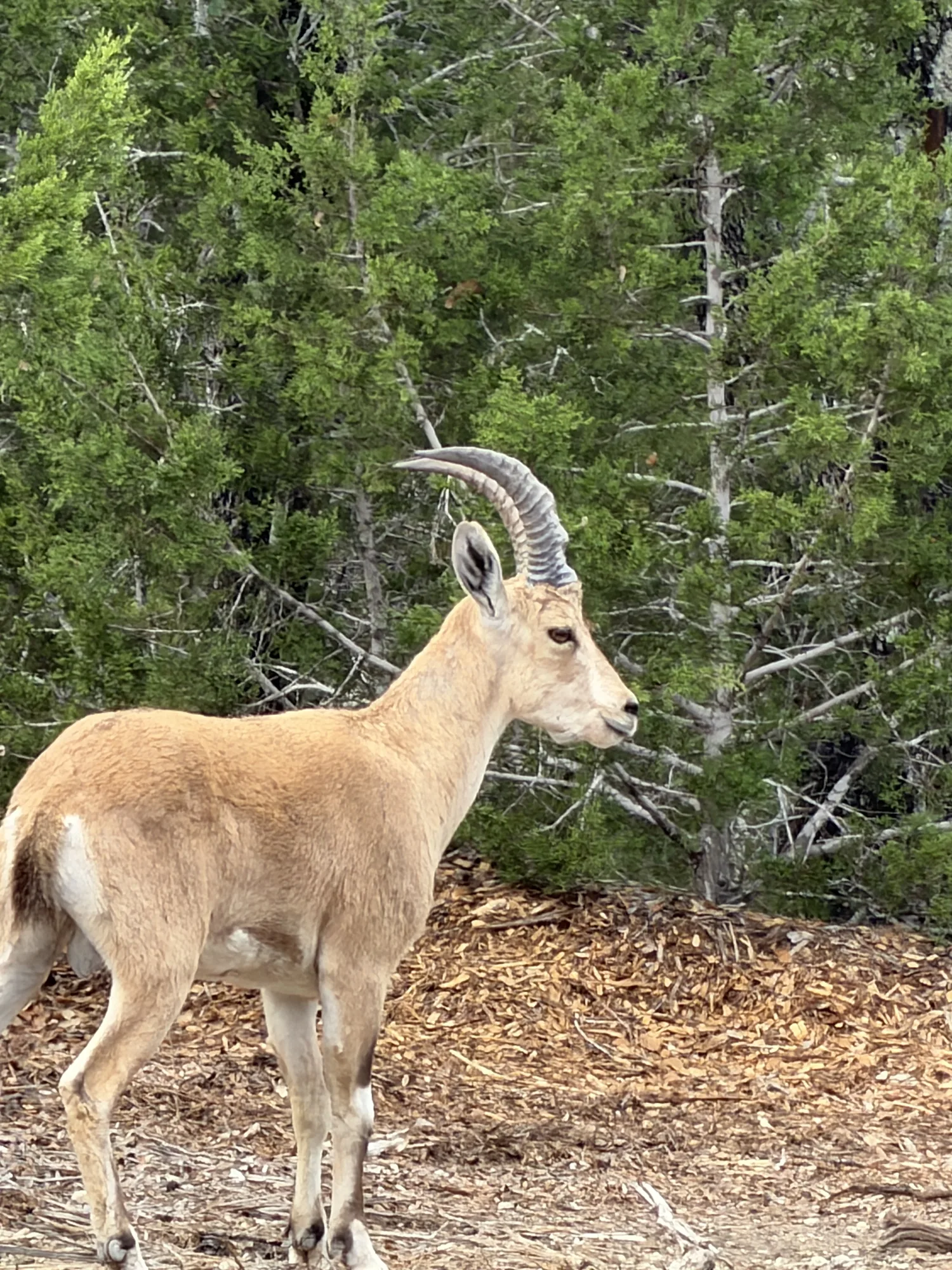 Nubian Ibex