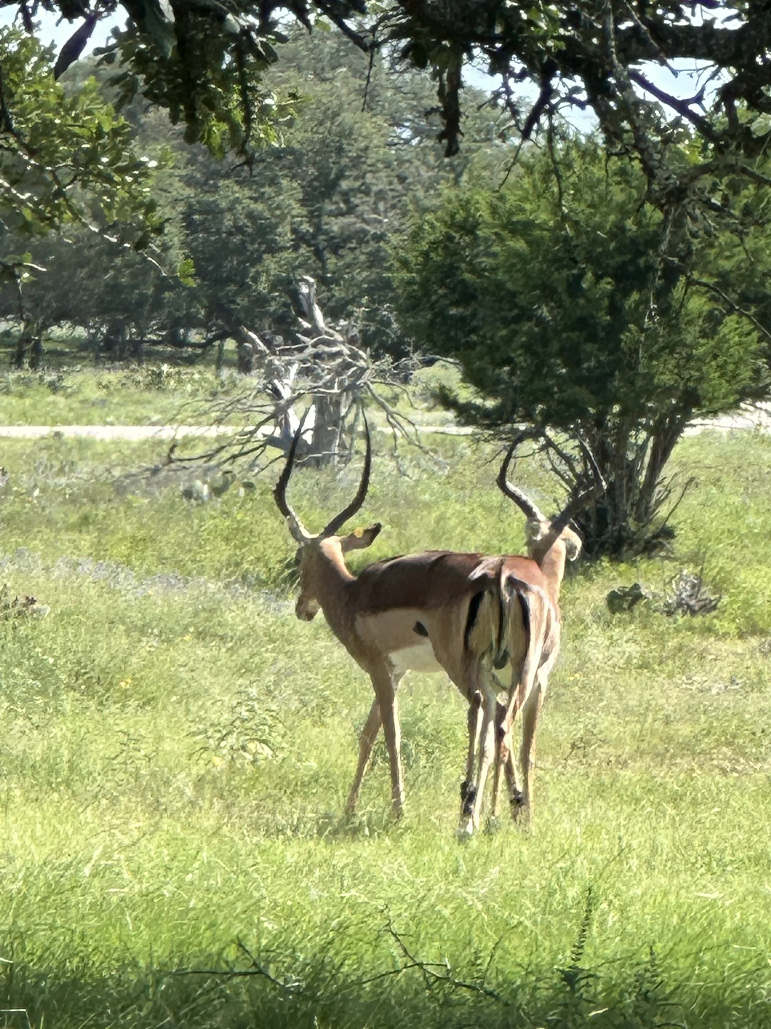 Impala