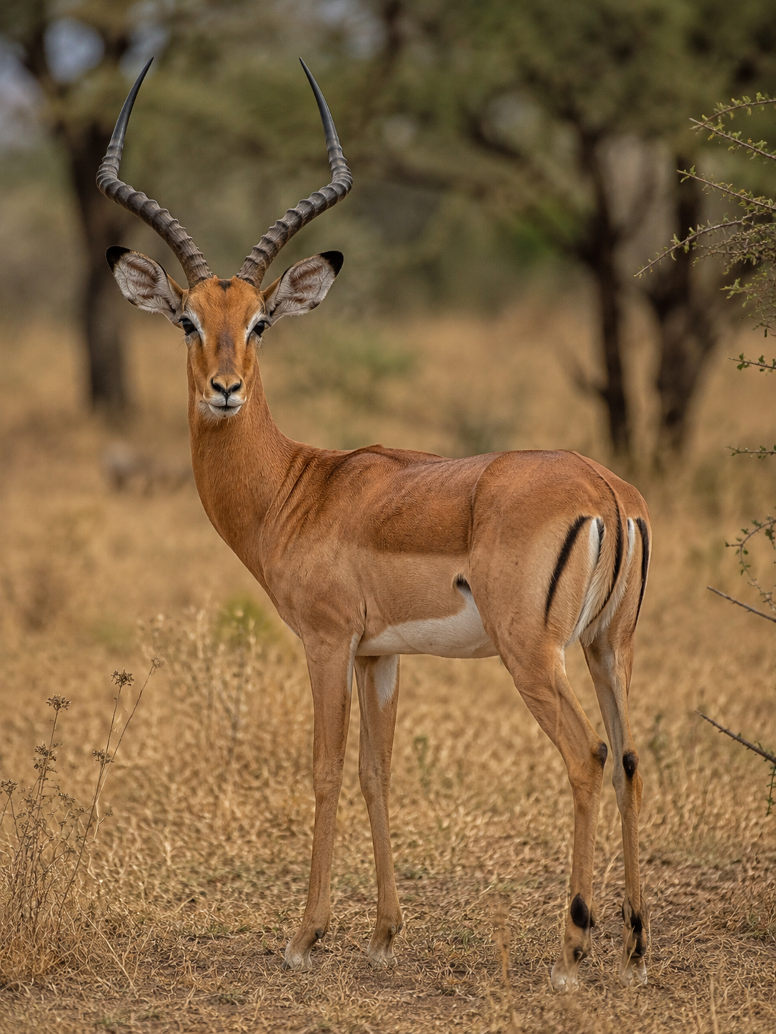 Impala