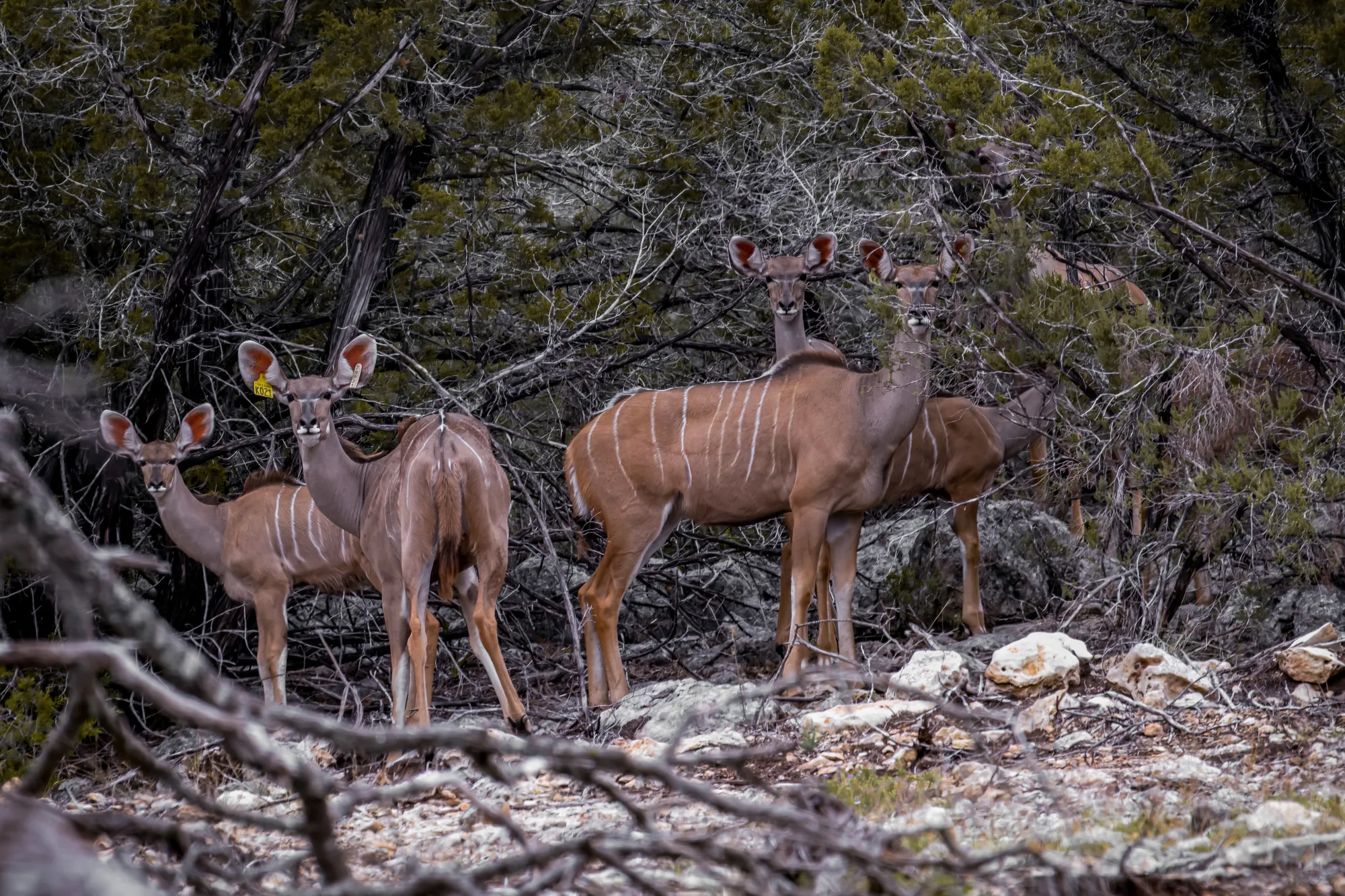 Greater Kudu with spiral horns