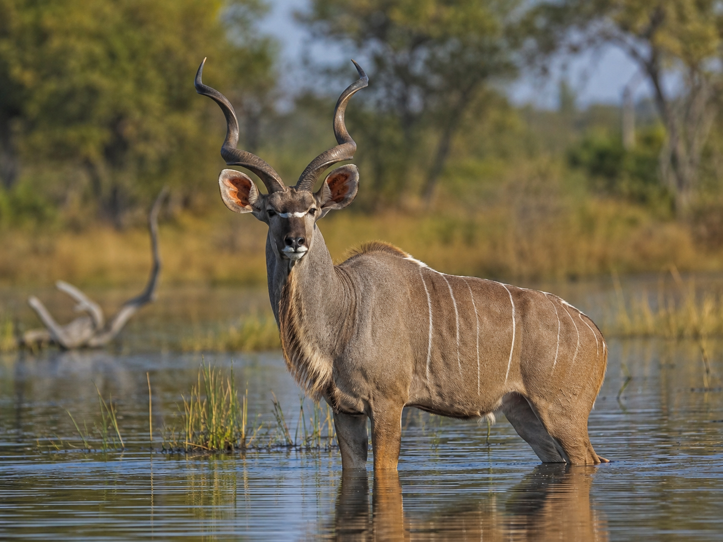 Greater Kudu with spiral horns