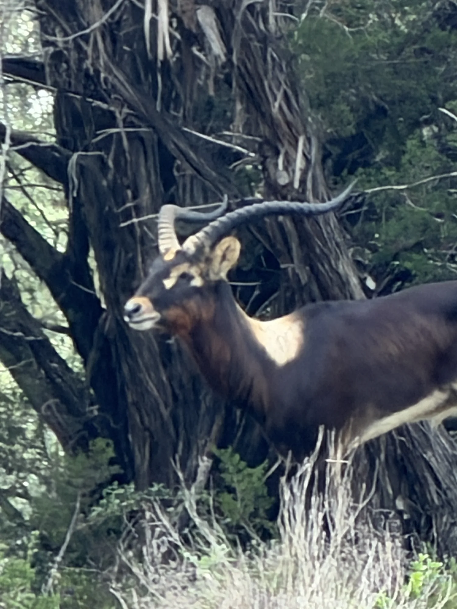 Nile Lechwe