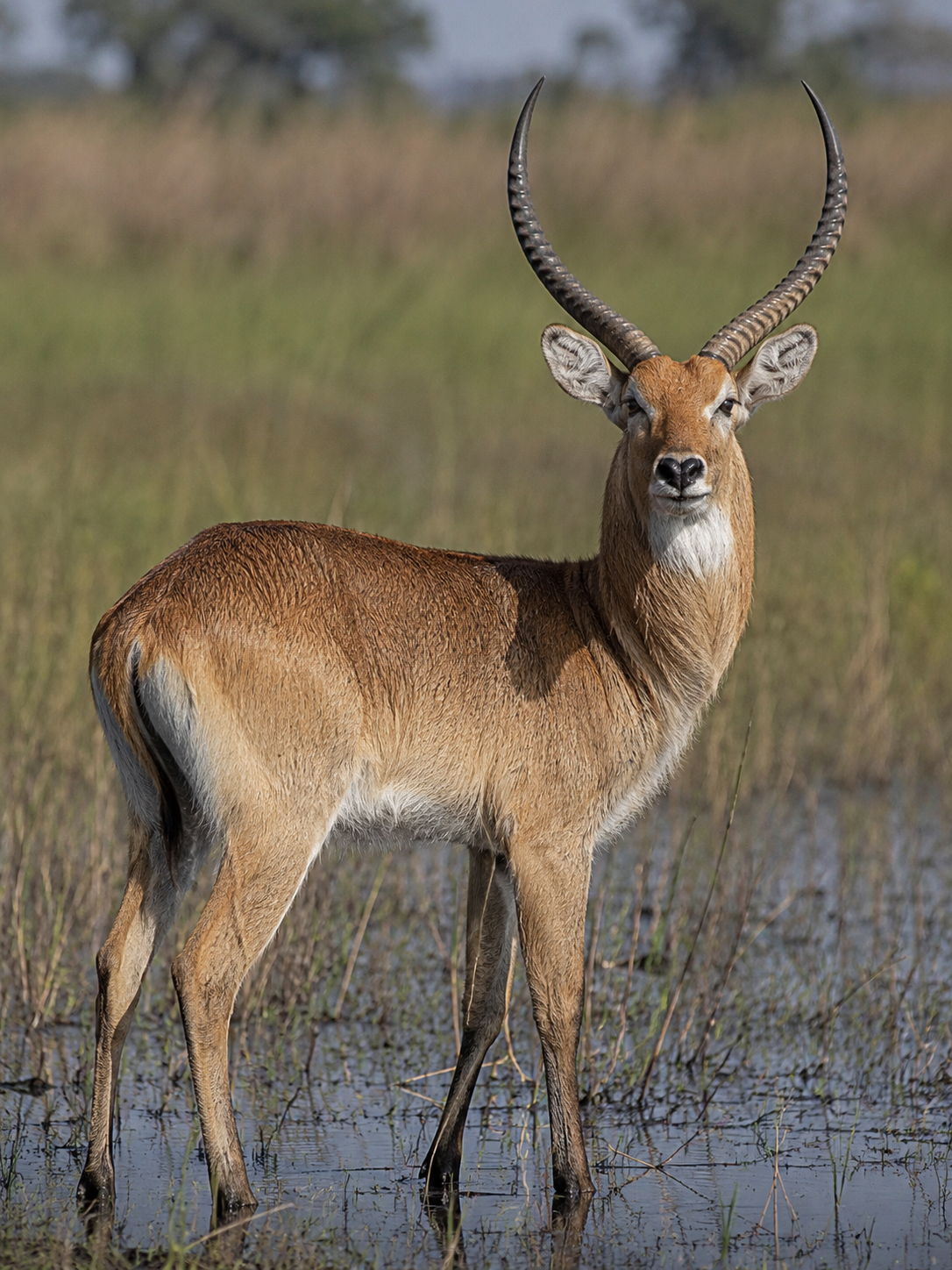 Nile Lechwe