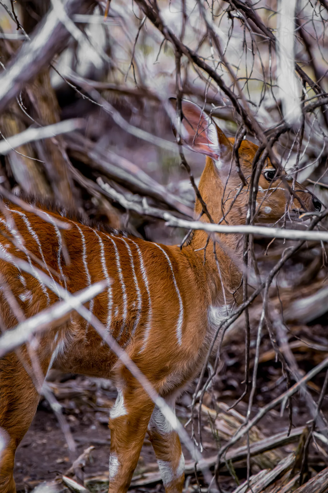 Nyala