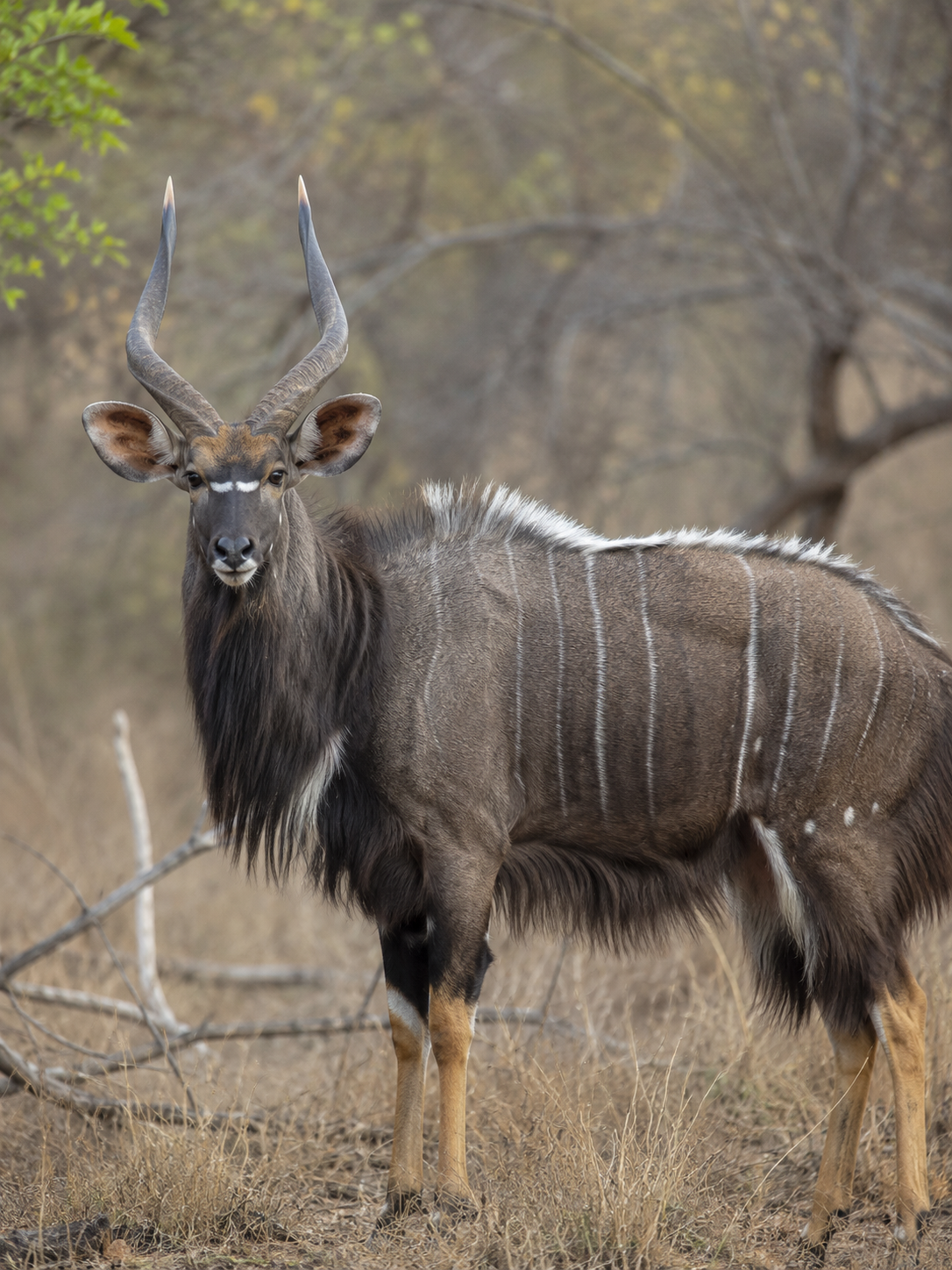 Nyala