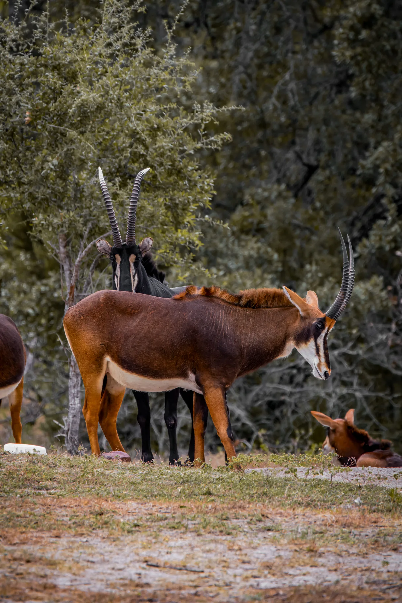 Sable Antelope